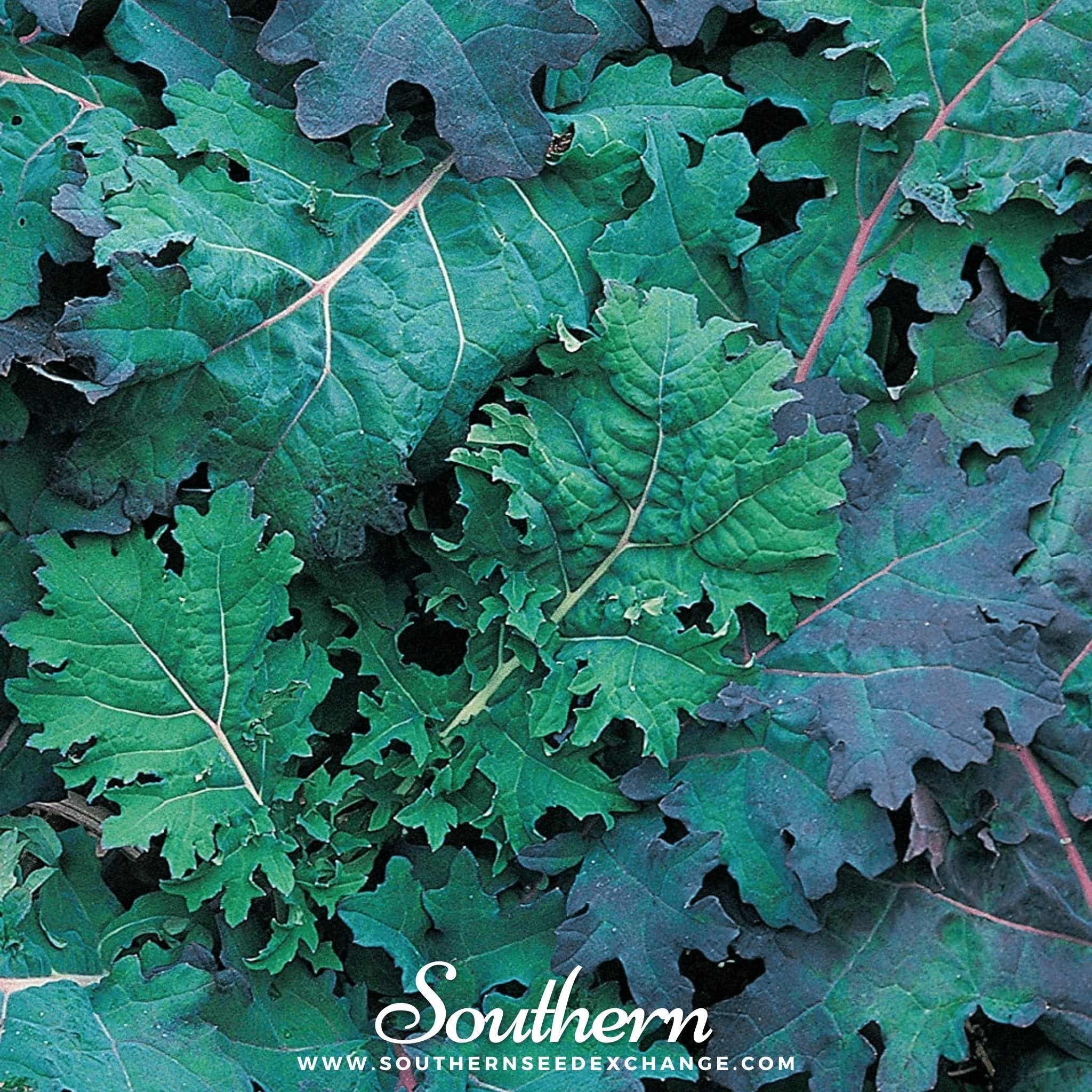 Red Russian Kale – 250 Seeds