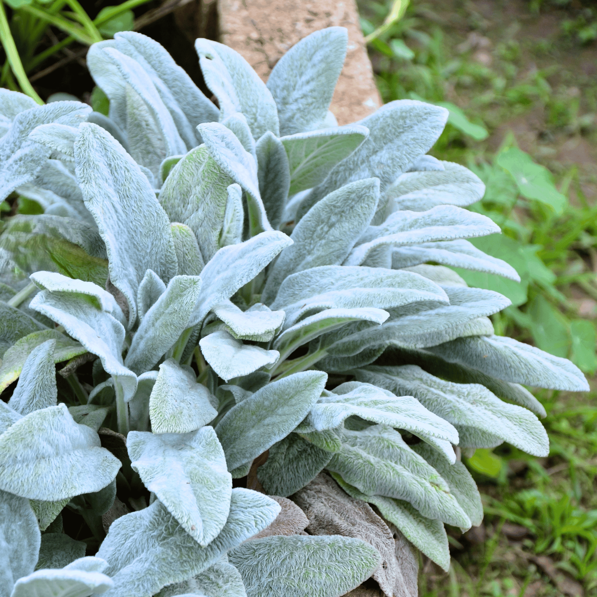 Lamb’s Ear – 50 Seeds