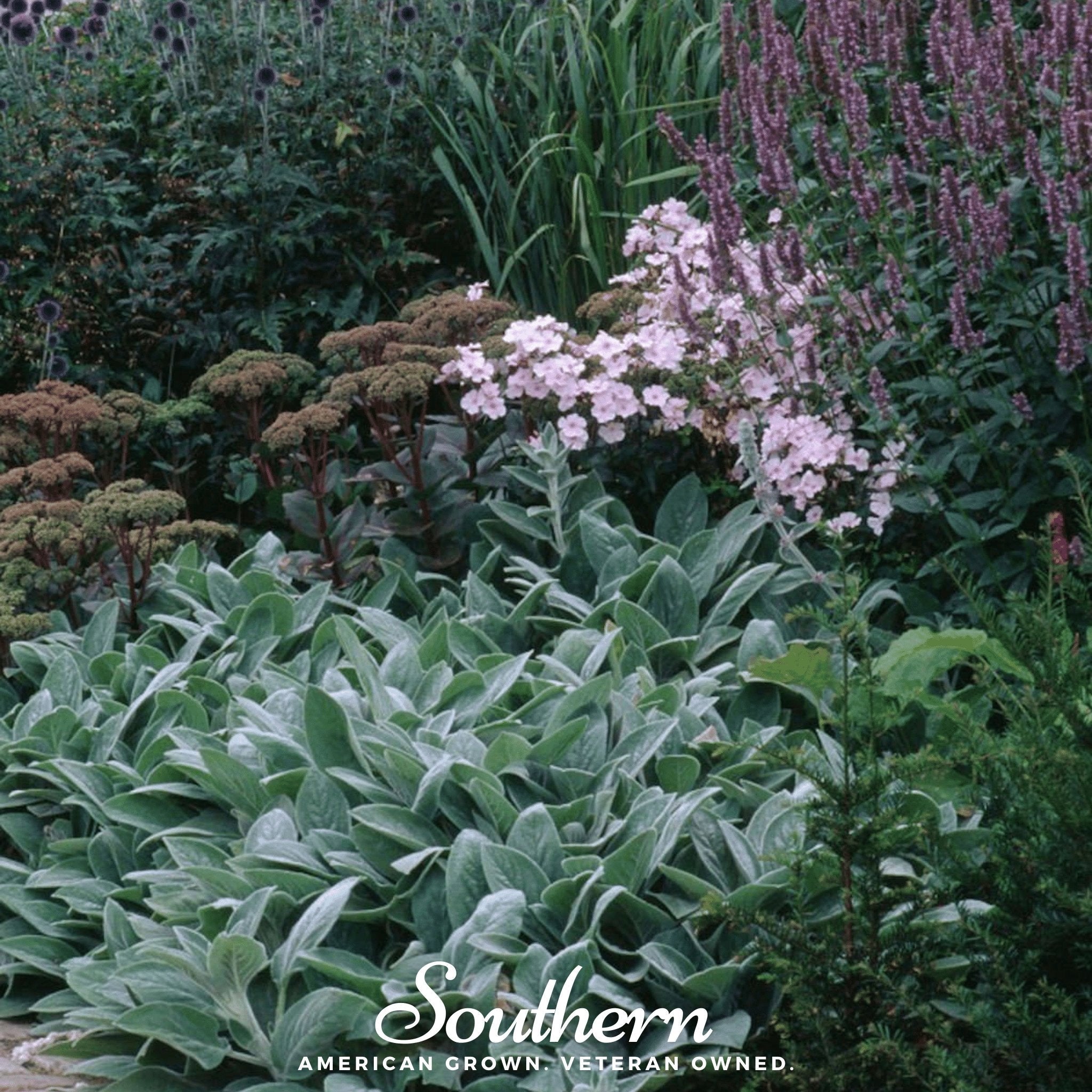 Lamb’s Ear – 50 Seeds