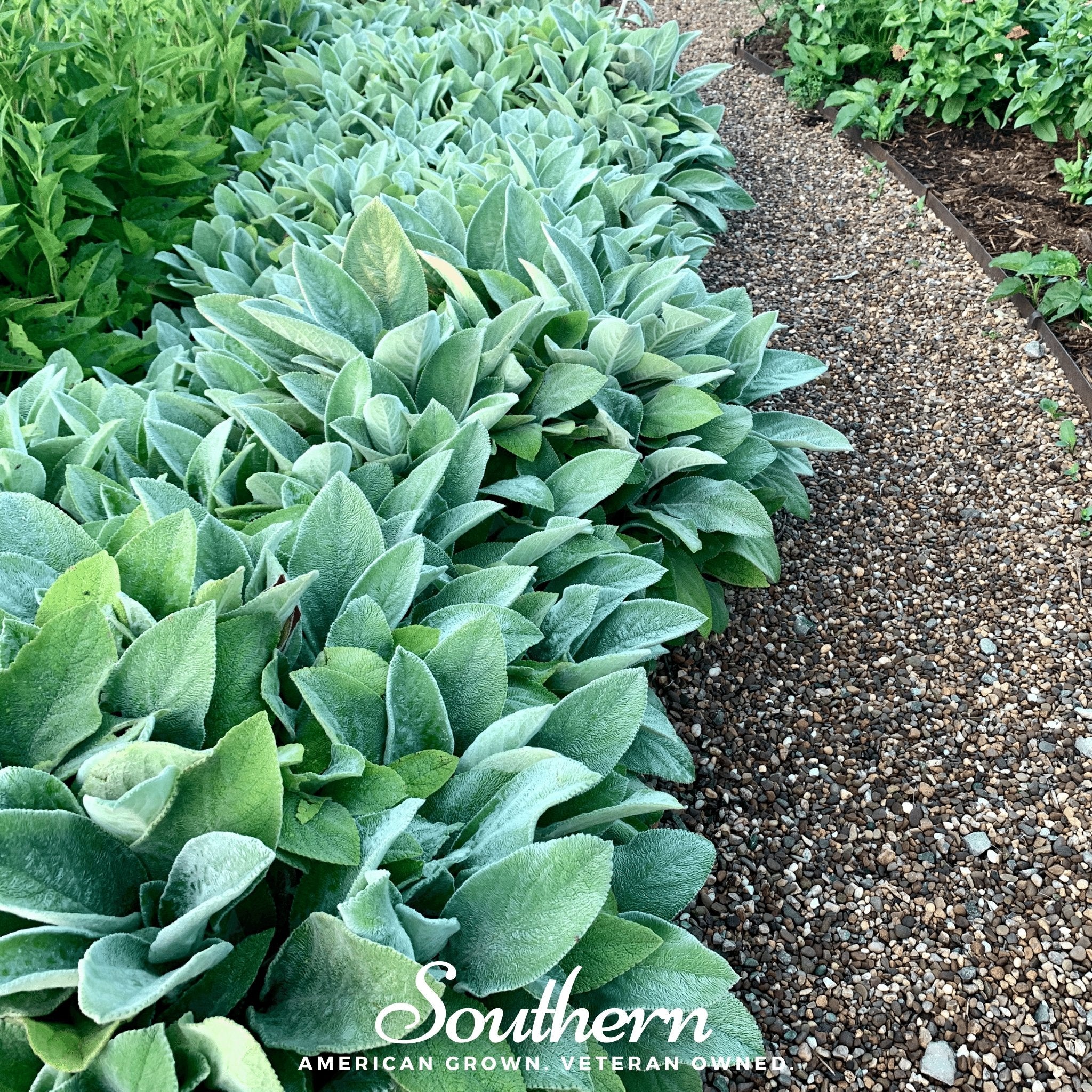 Lamb’s Ear – 50 Seeds