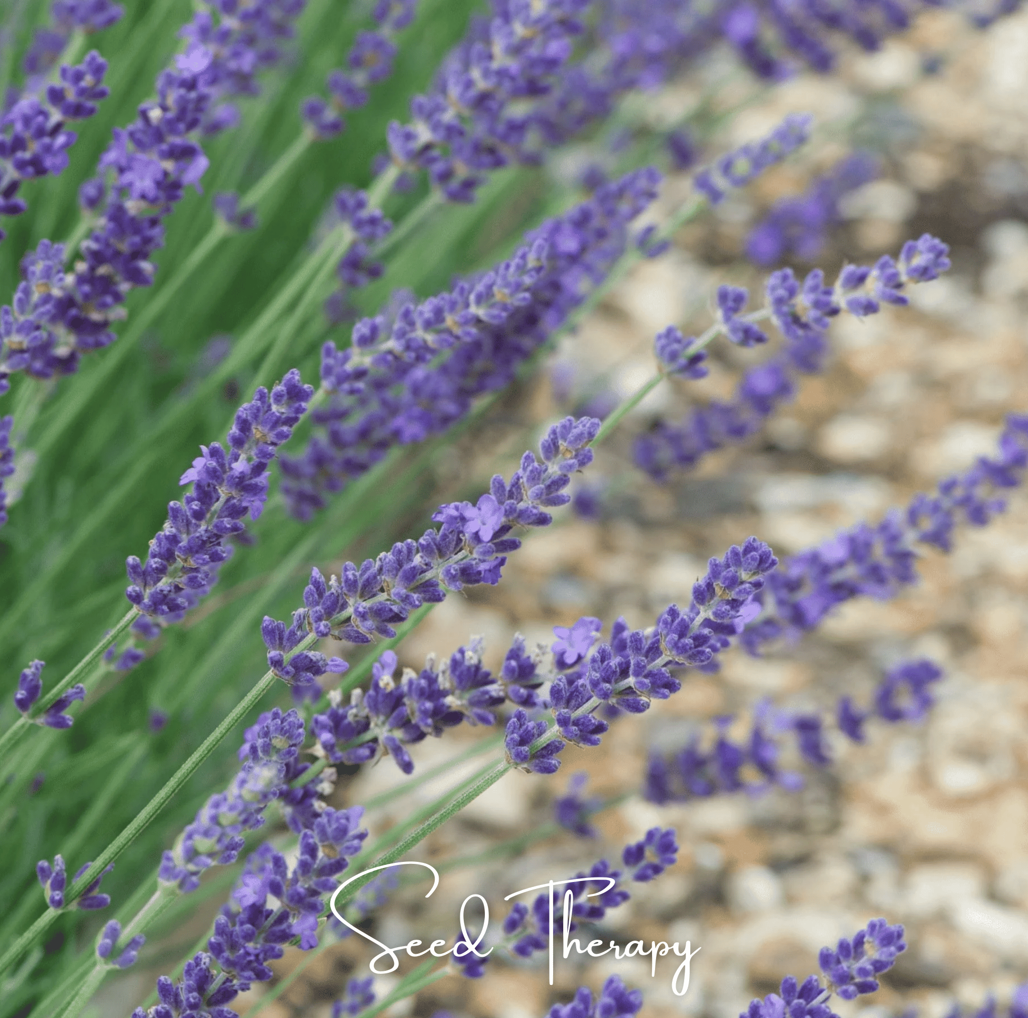 English Lavender – 100 Seeds