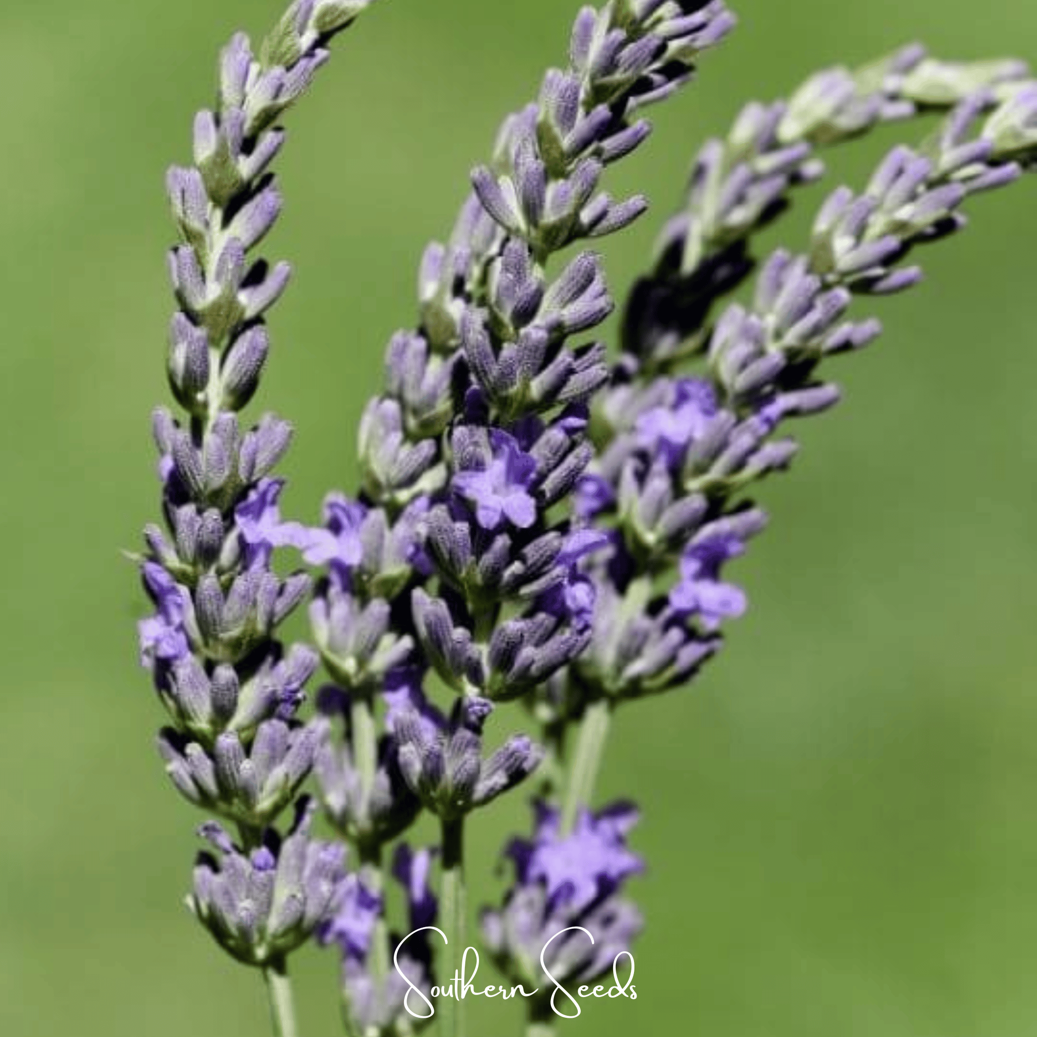 Spike Lavender – 100 Seeds