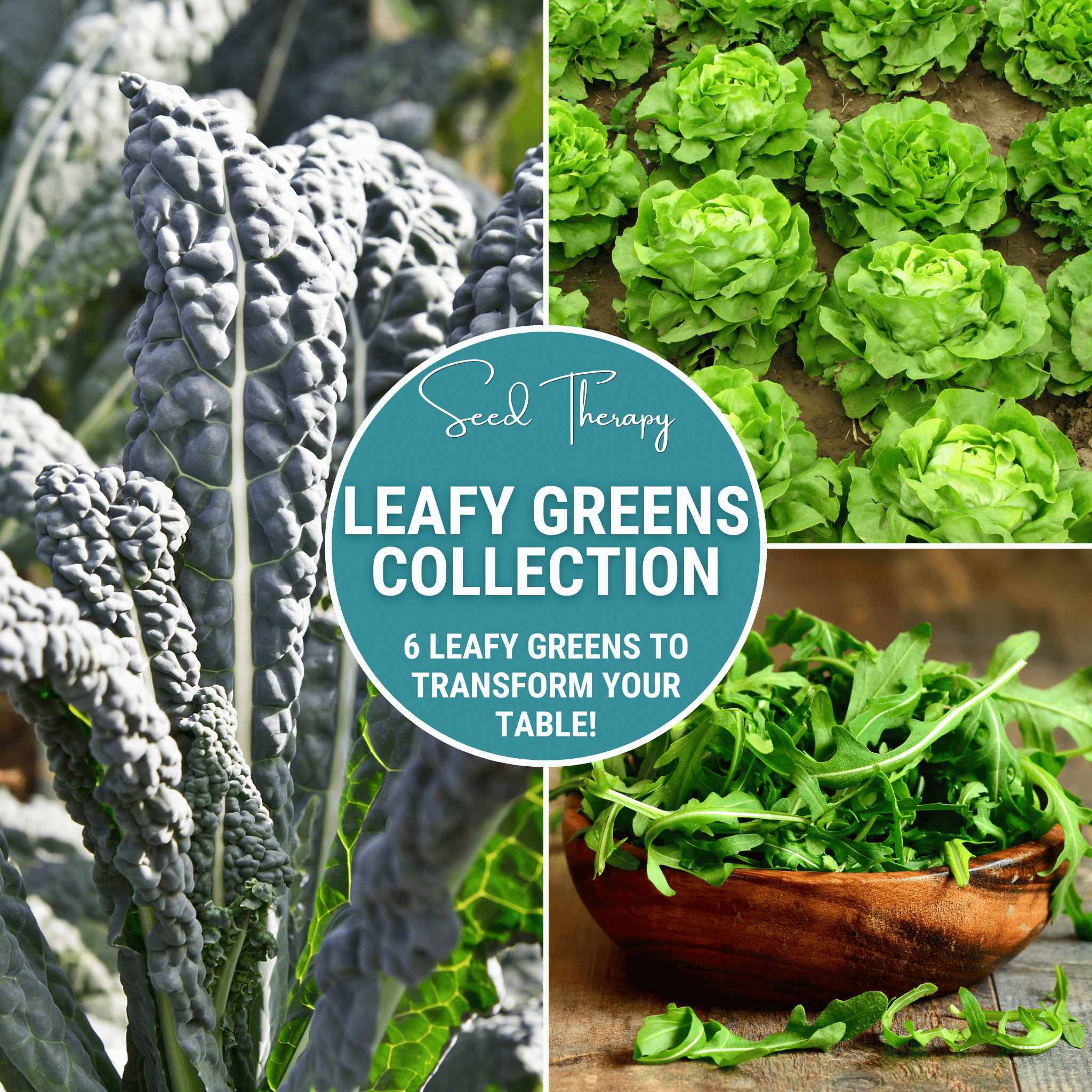 Leafy Greens Seed Collection – 6 Varieties