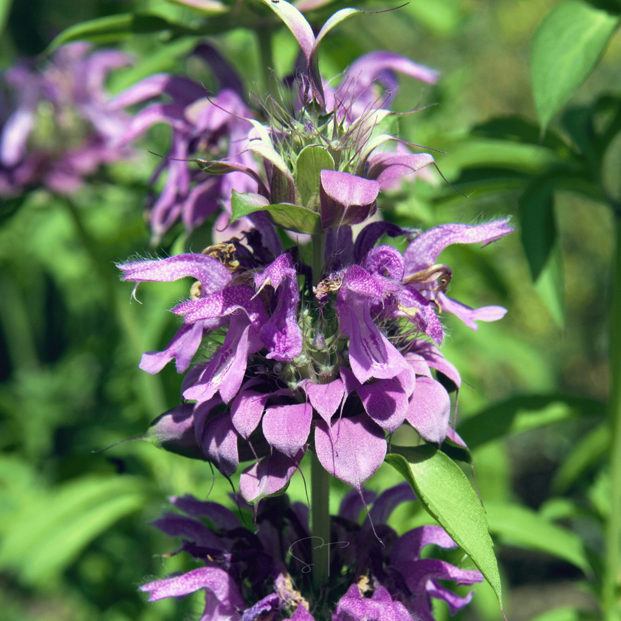 Lemon Bee Balm (Lemon Mint) – 100 Seeds