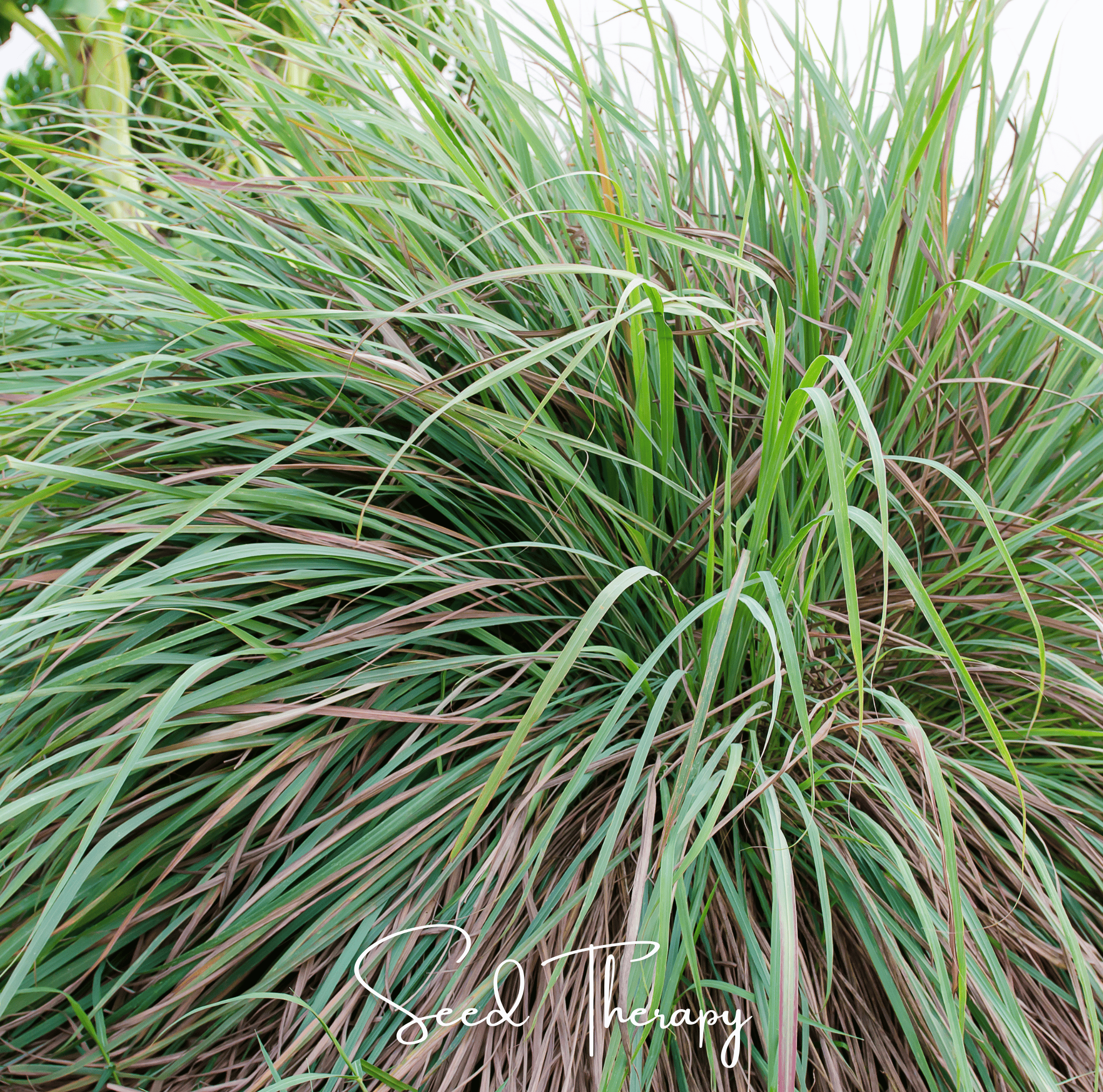 Lemon Grass – 100 Seeds