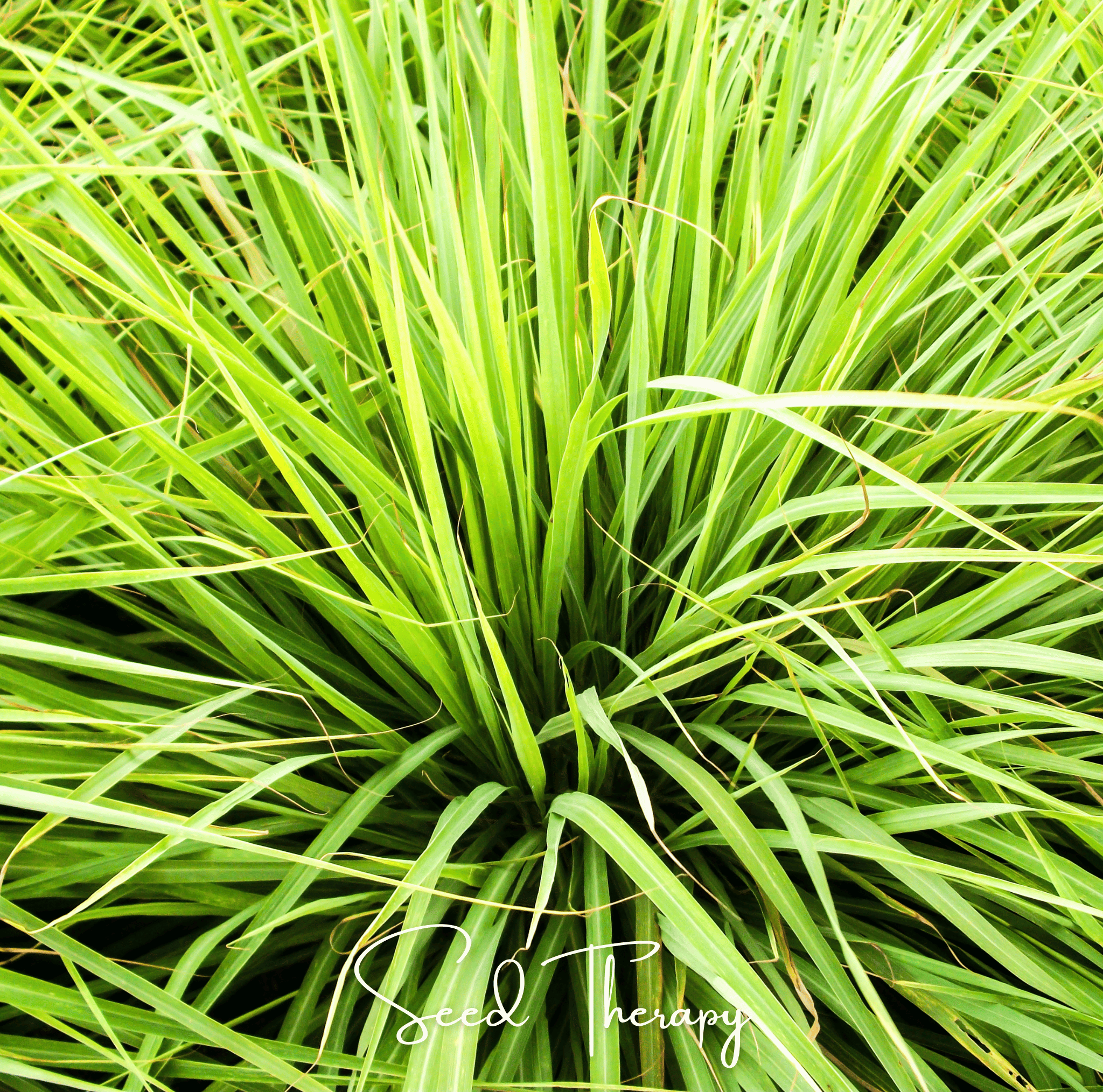 Lemon Grass – 100 Seeds