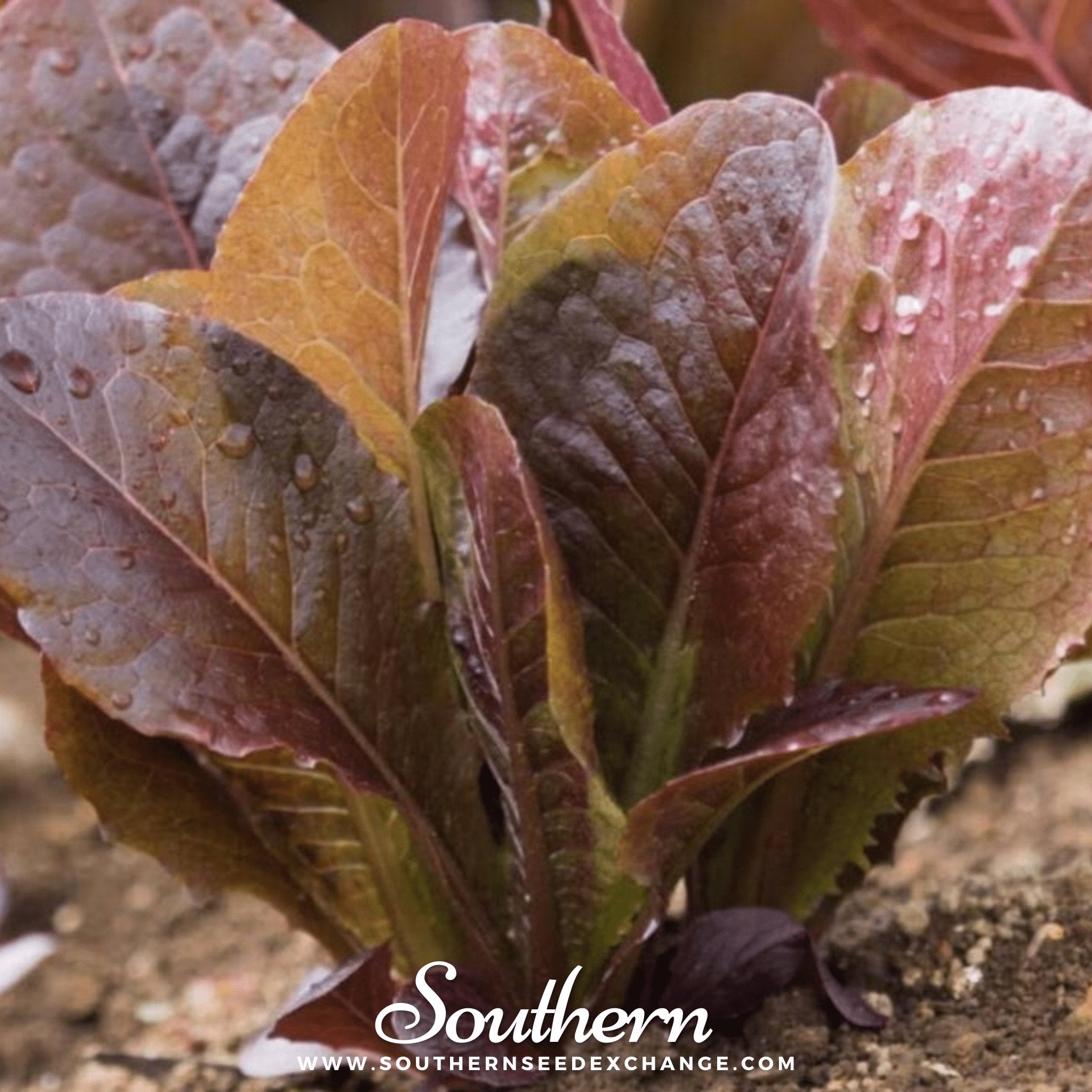 Cimmaron Romaine Lettuce – 200 Seeds