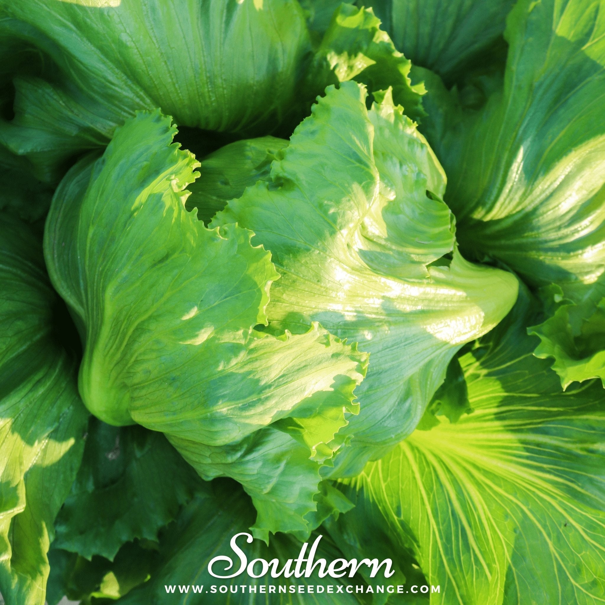 Iceberg Lettuce – 500 Seeds
