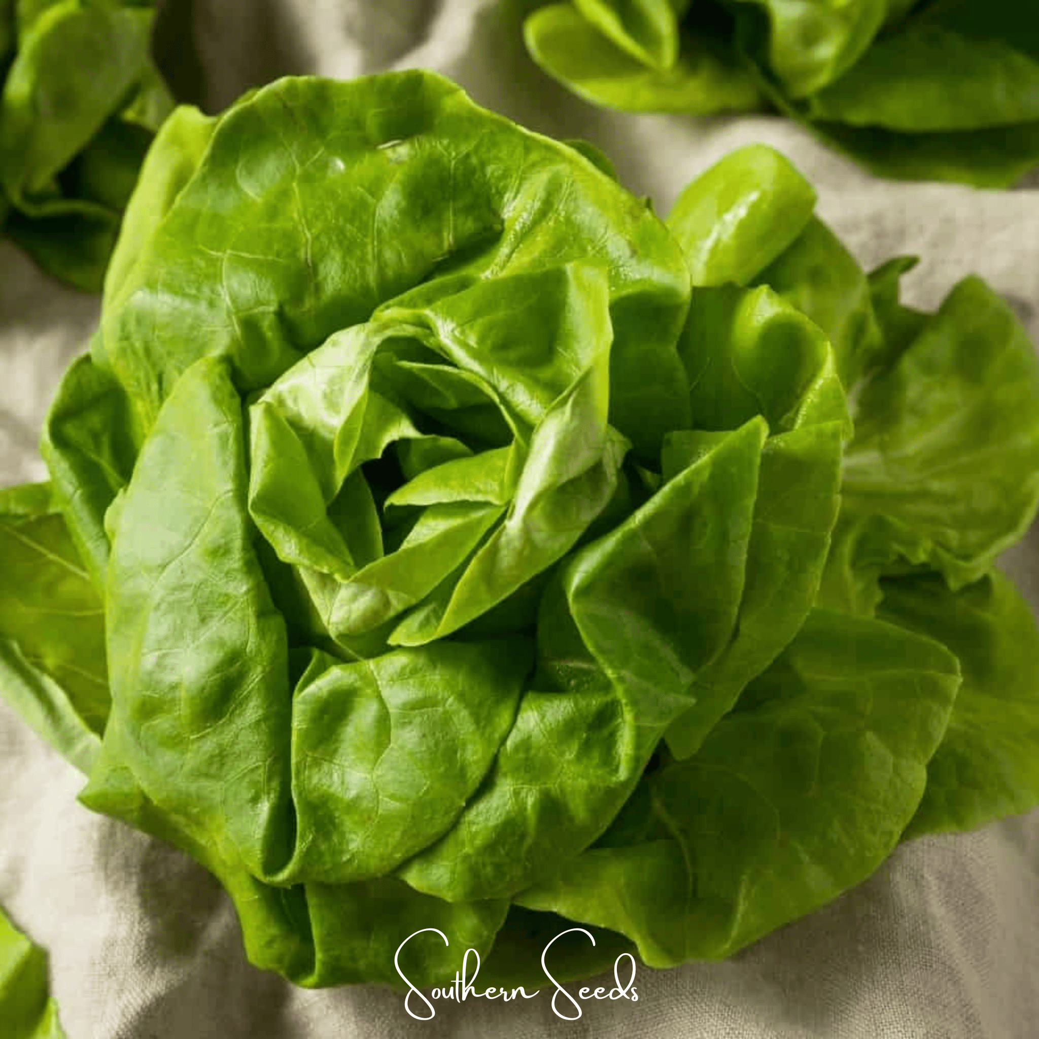 Tom Thumb Butterhead Lettuce – 500 Seeds
