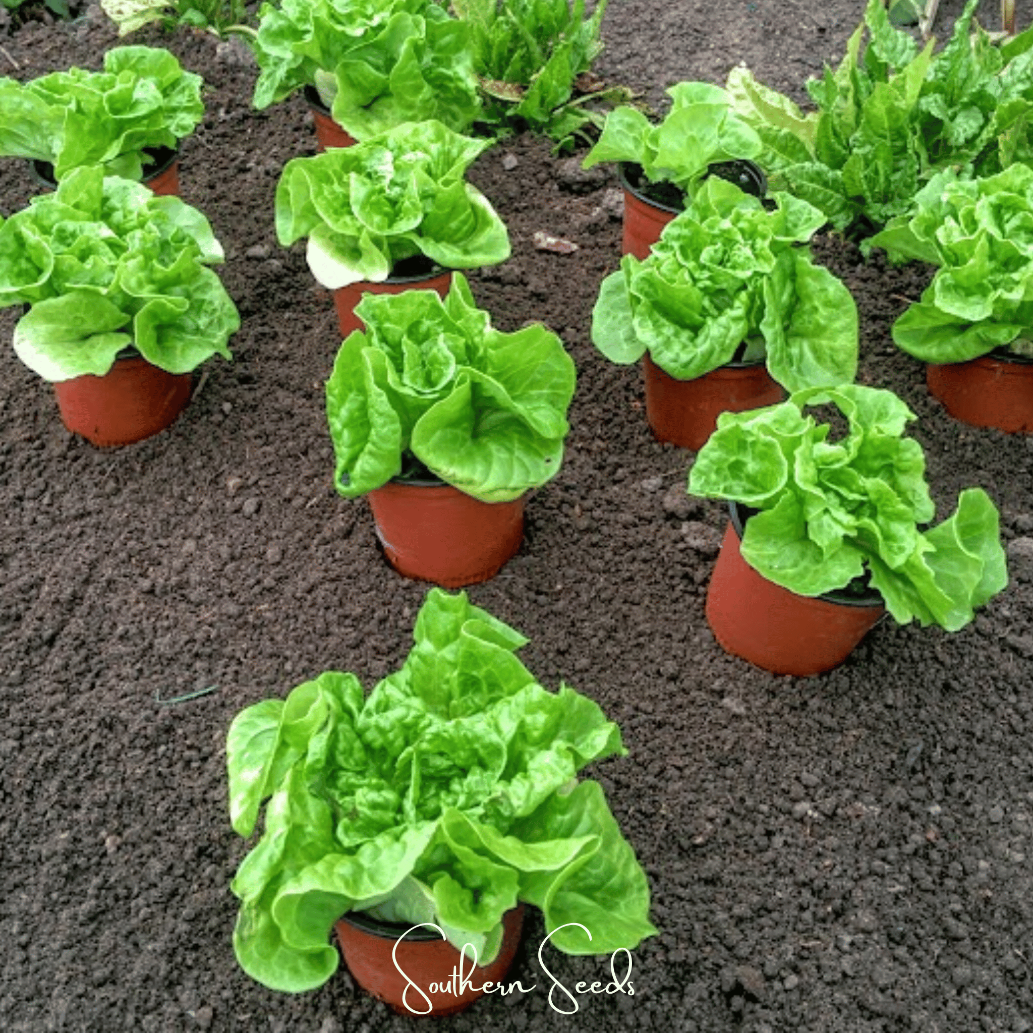 Tom Thumb Butterhead Lettuce – 500 Seeds