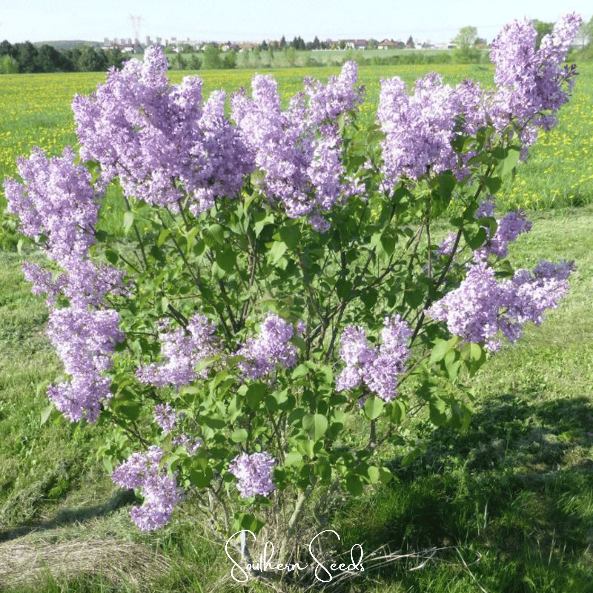 Early Blooming Lilac – 30 Seeds