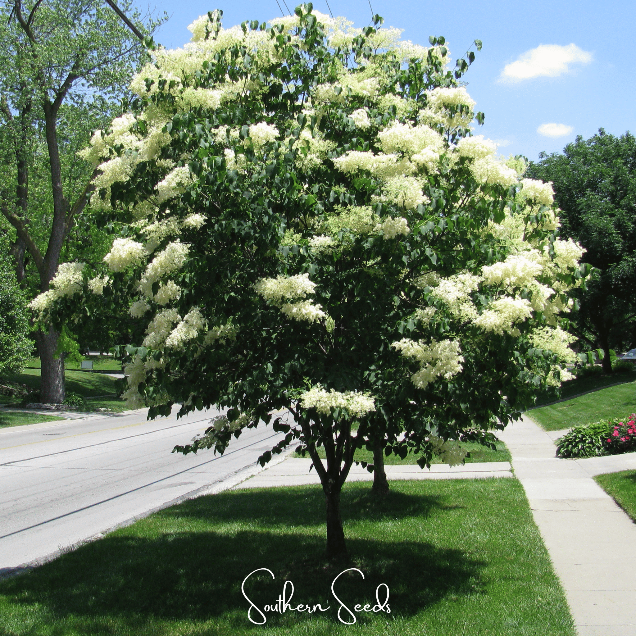 Japanese Tree Lilac – 30 Seeds