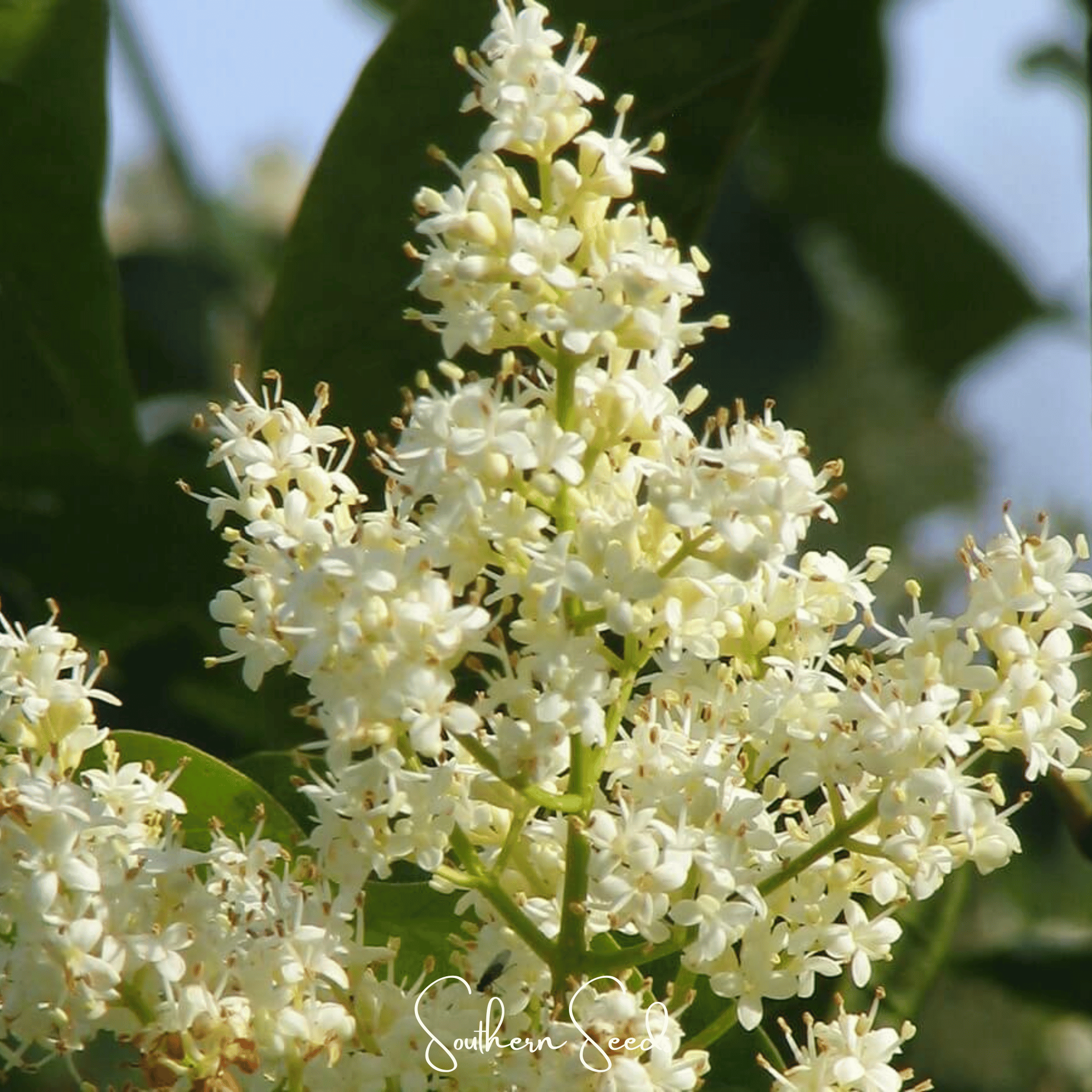 Japanese Tree Lilac – 30 Seeds