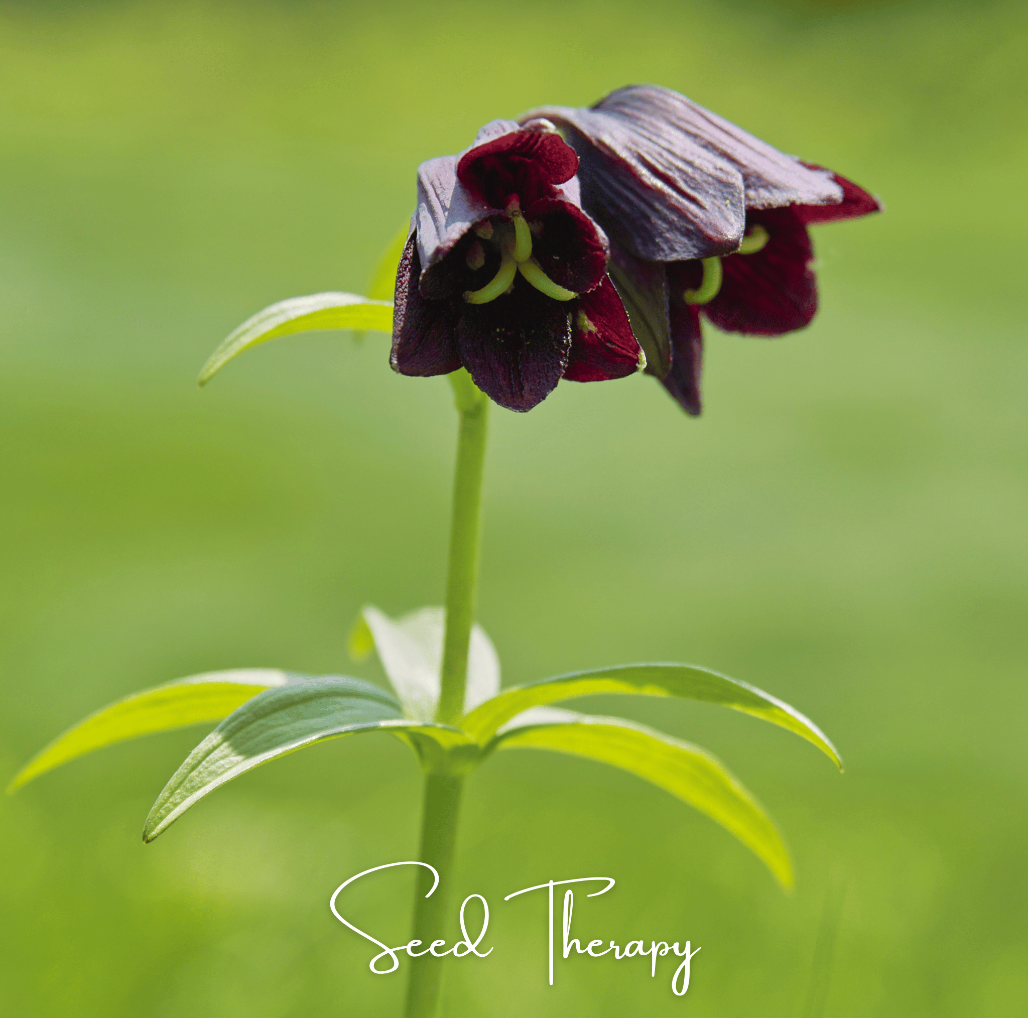 Chocolate Lily – 10 Seeds