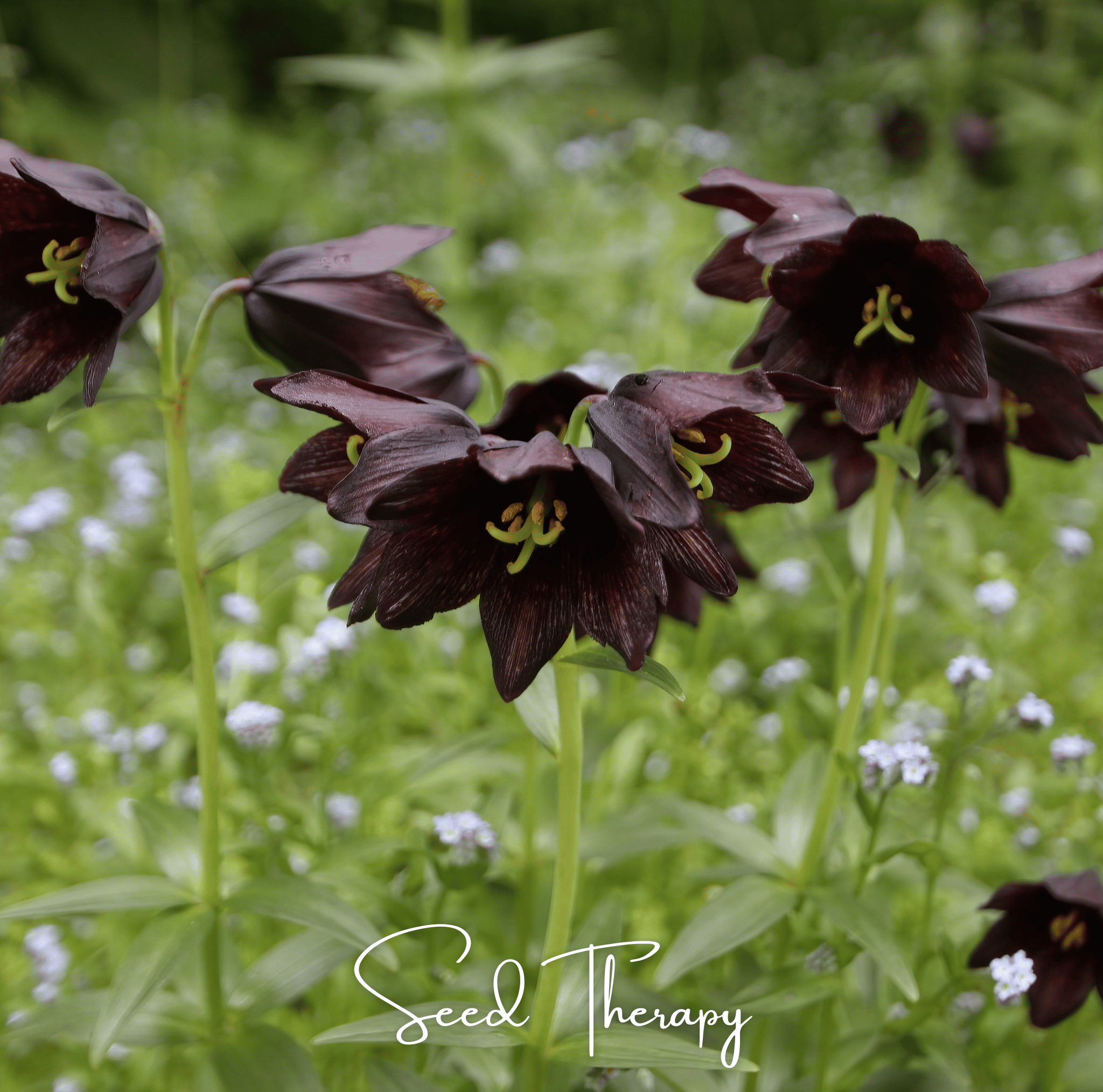 Chocolate Lily – 10 Seeds
