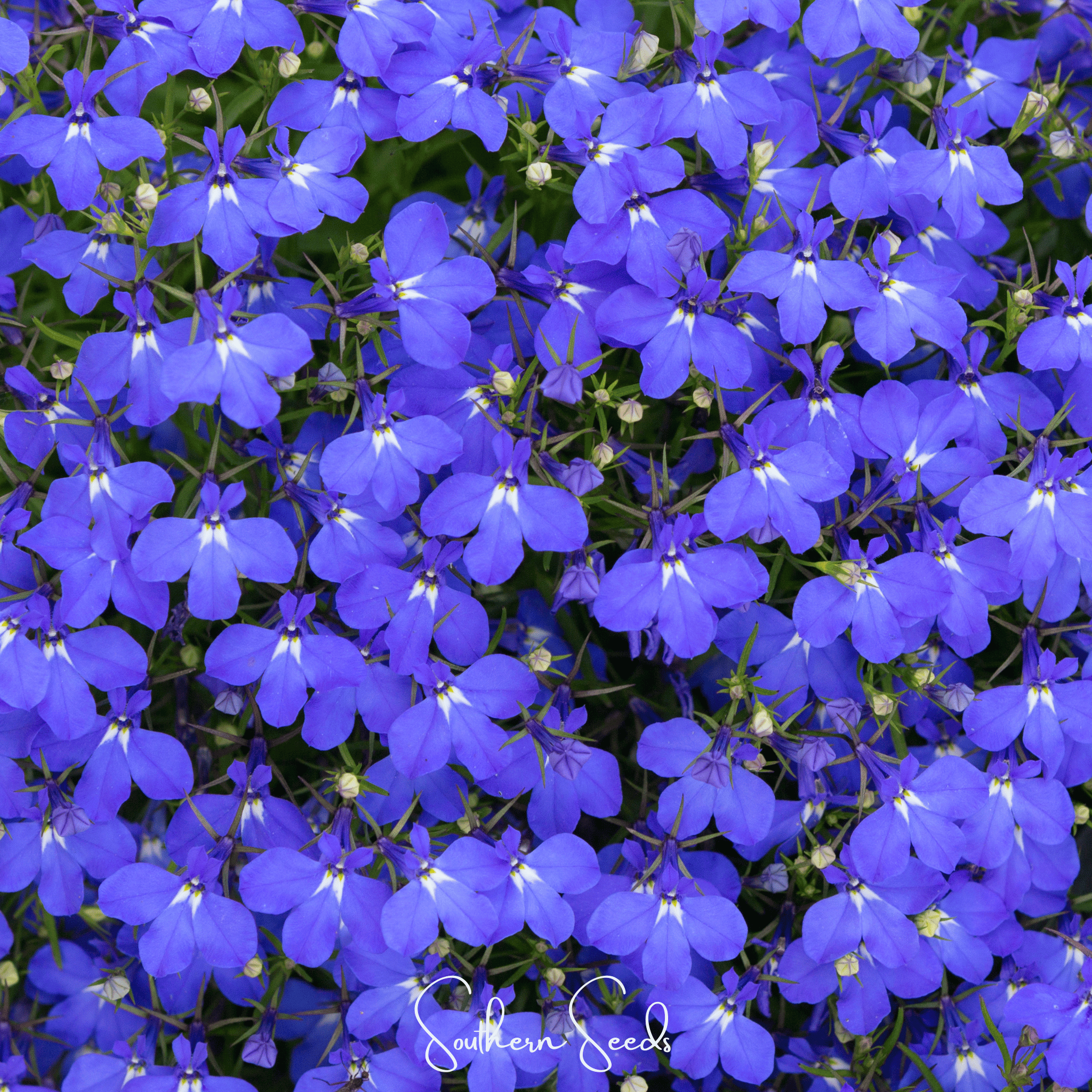 Blue Carpet Lobelia – 100 Seeds