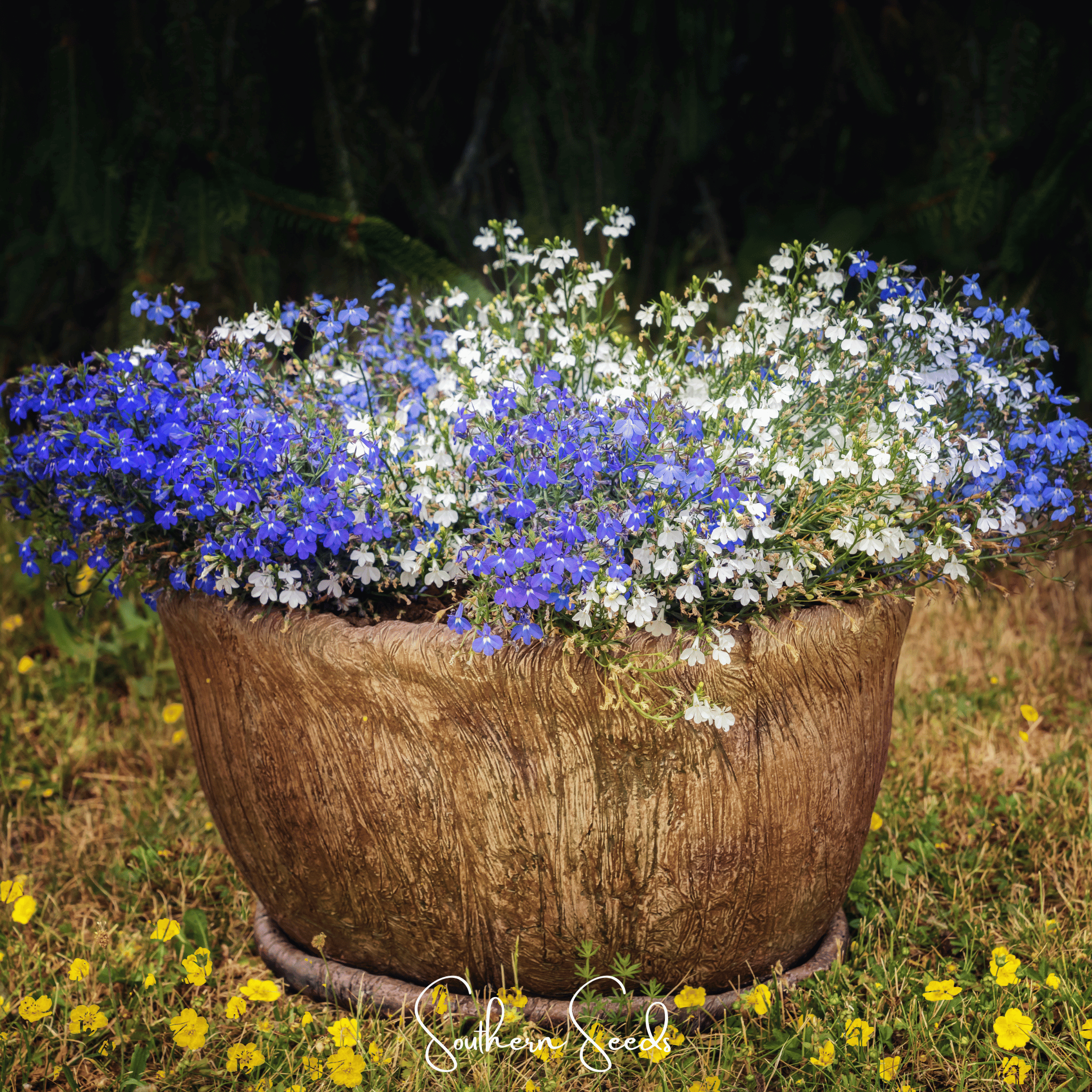 Blue Carpet Lobelia – 100 Seeds