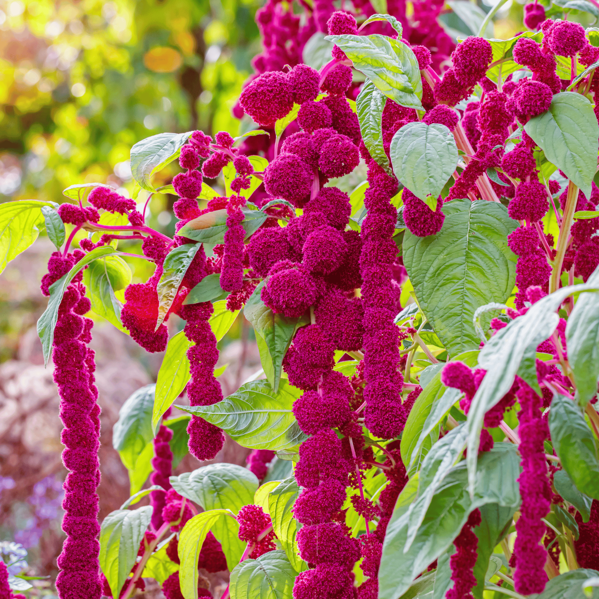 Love Lies Bleeding Amaranth – 250 Seeds
