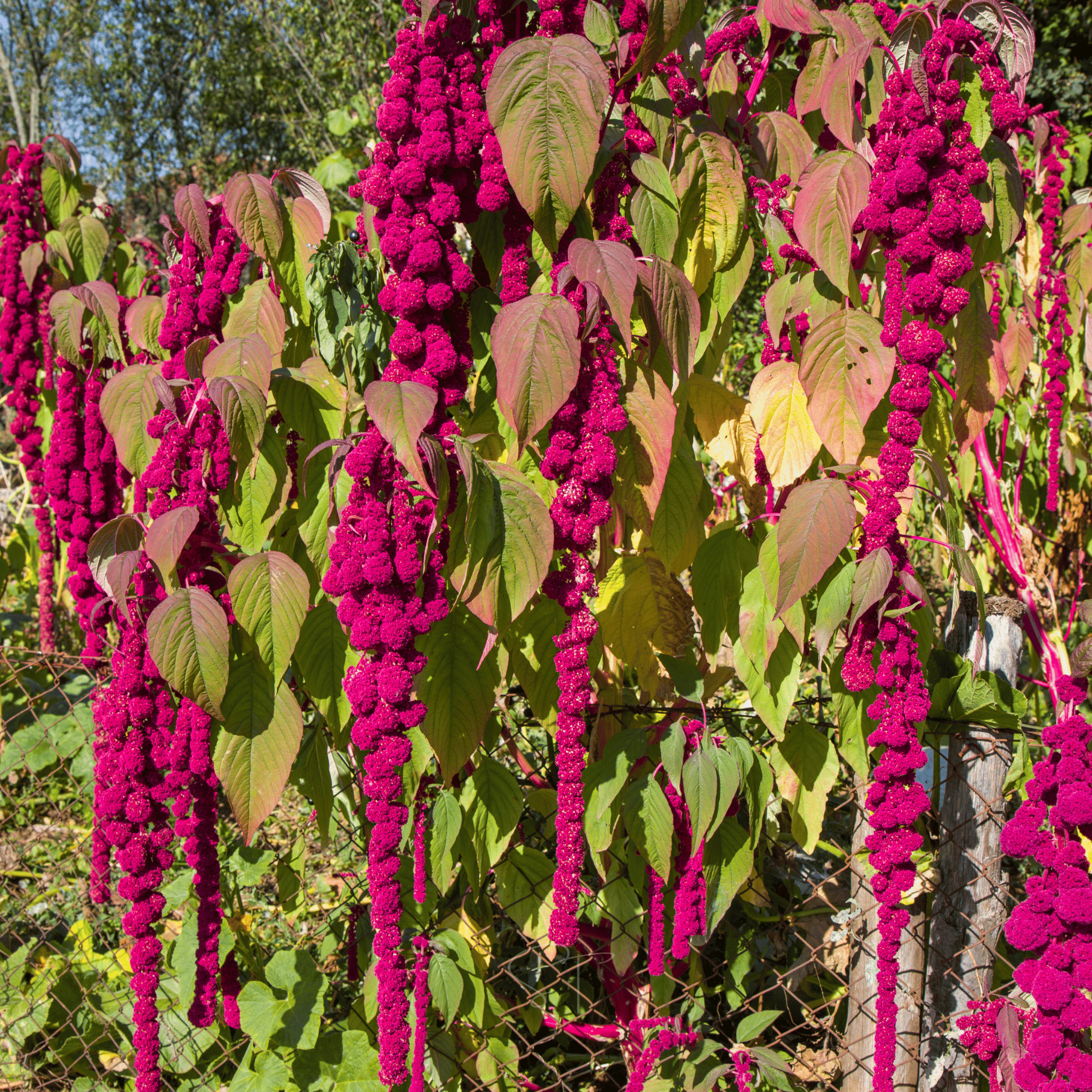 Love Lies Bleeding Amaranth – 250 Seeds