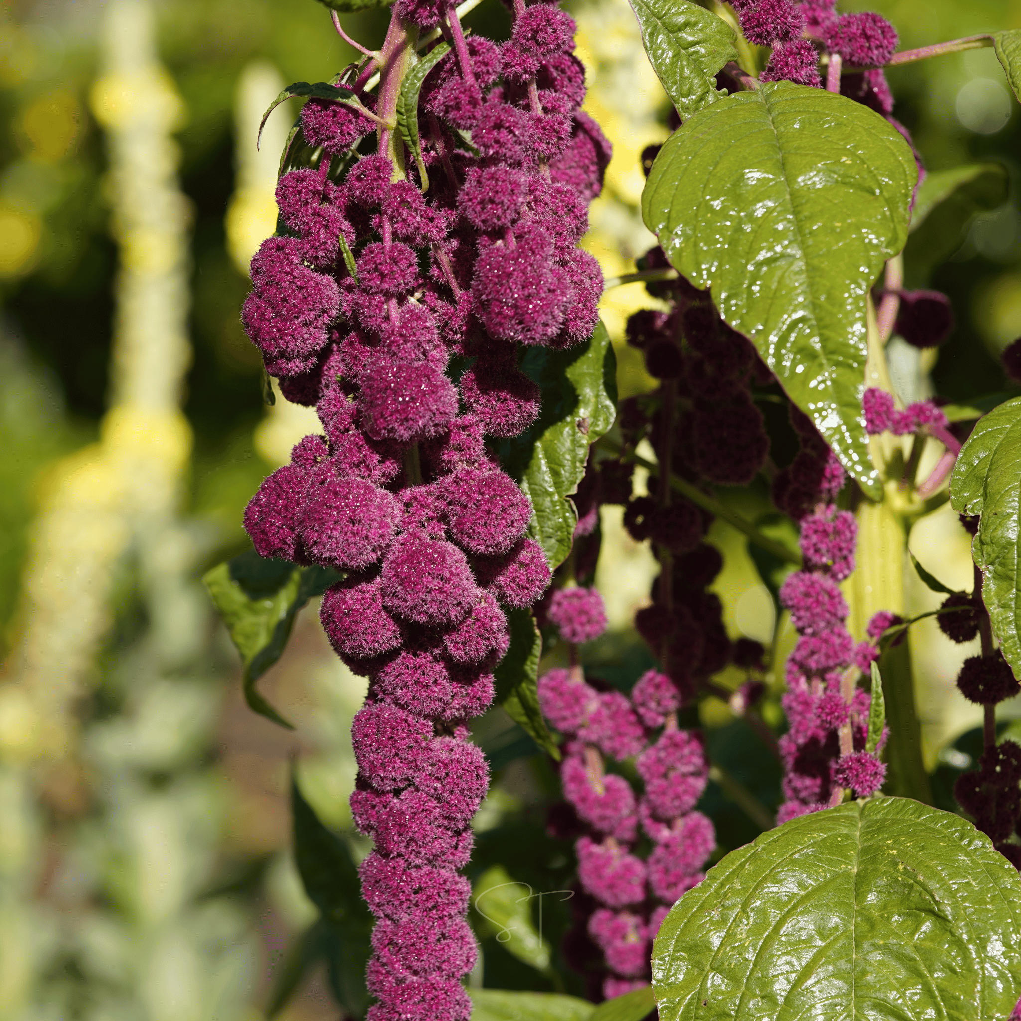 Love Lies Bleeding Amaranth – 250 Seeds