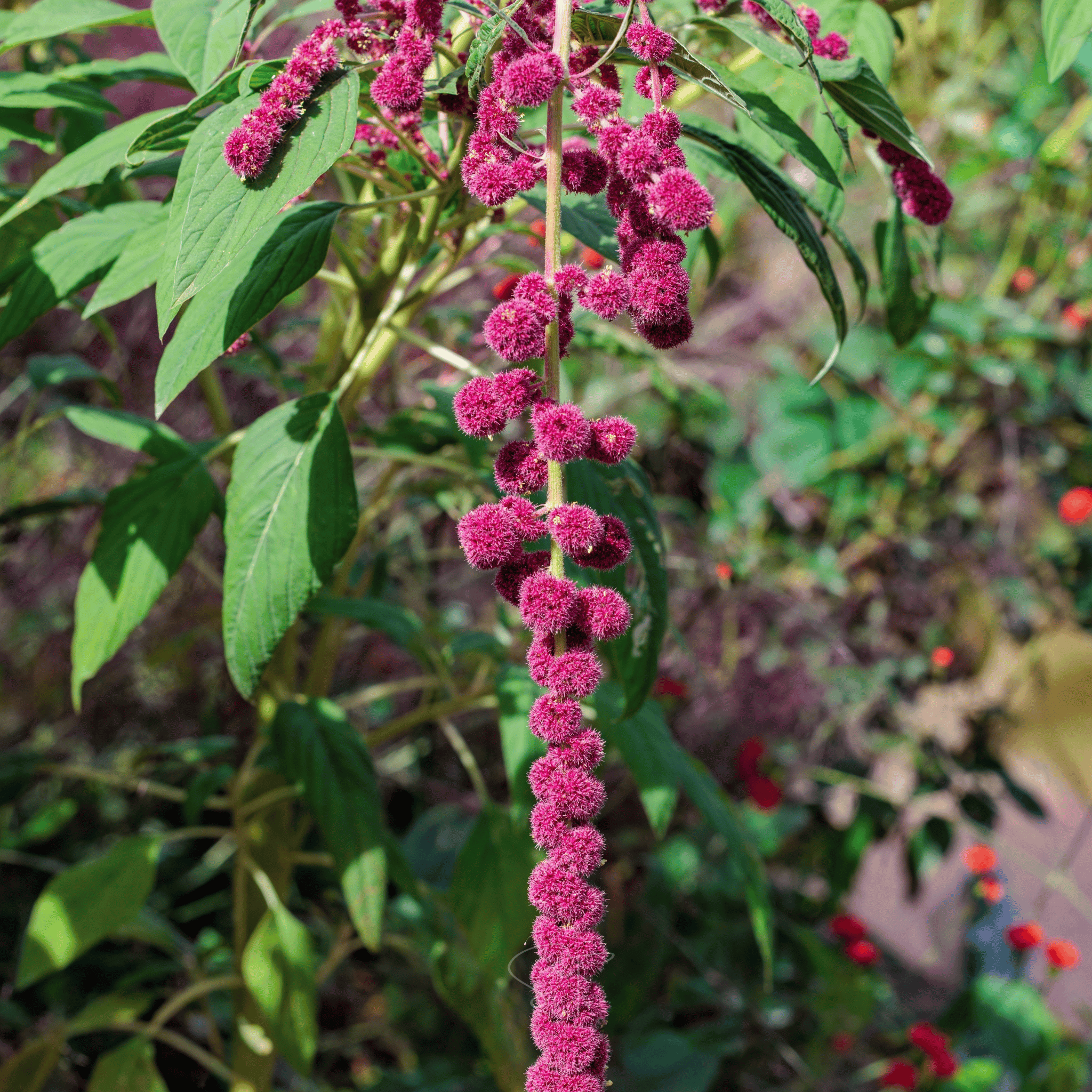 Love Lies Bleeding Amaranth – 250 Seeds