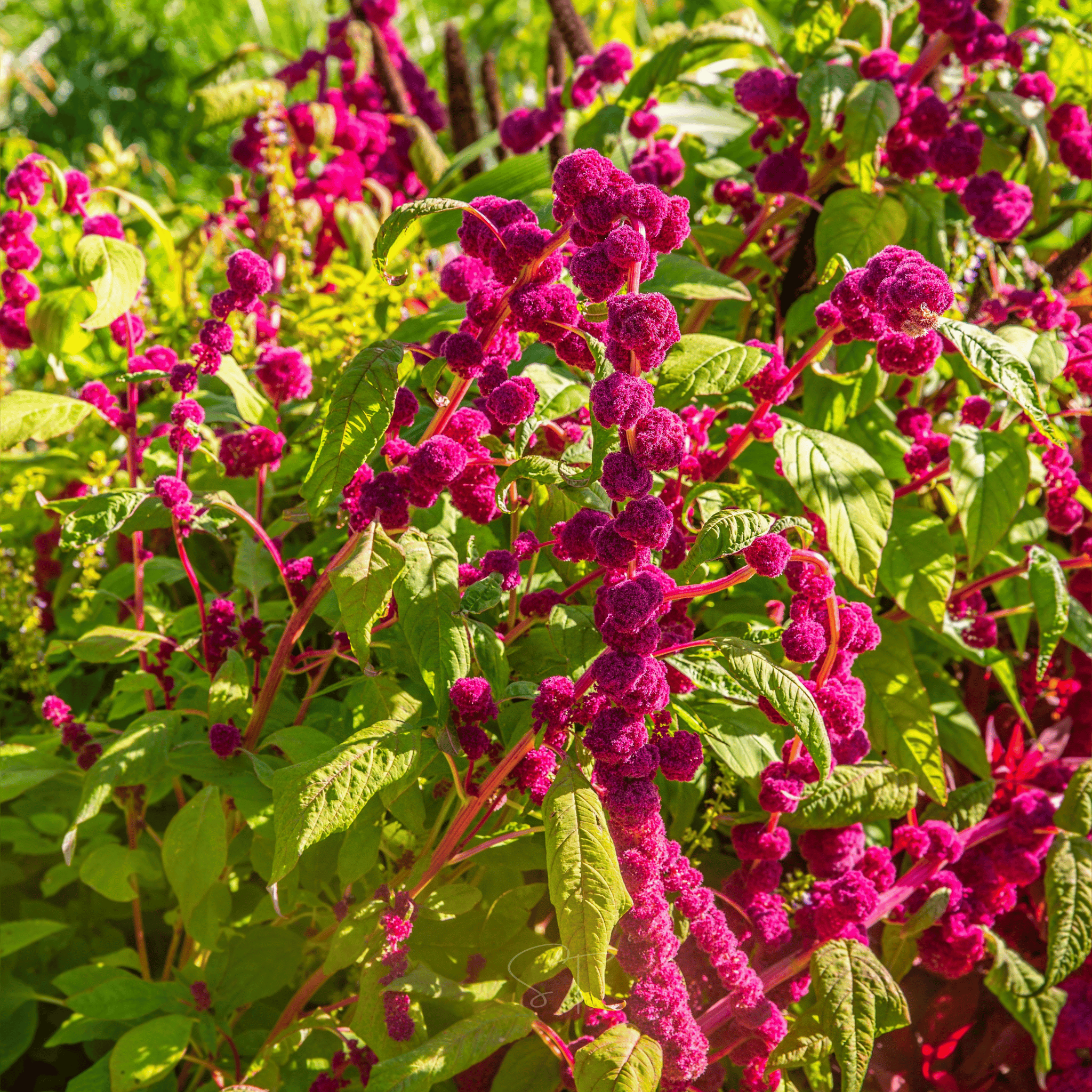 Love Lies Bleeding Amaranth – 250 Seeds