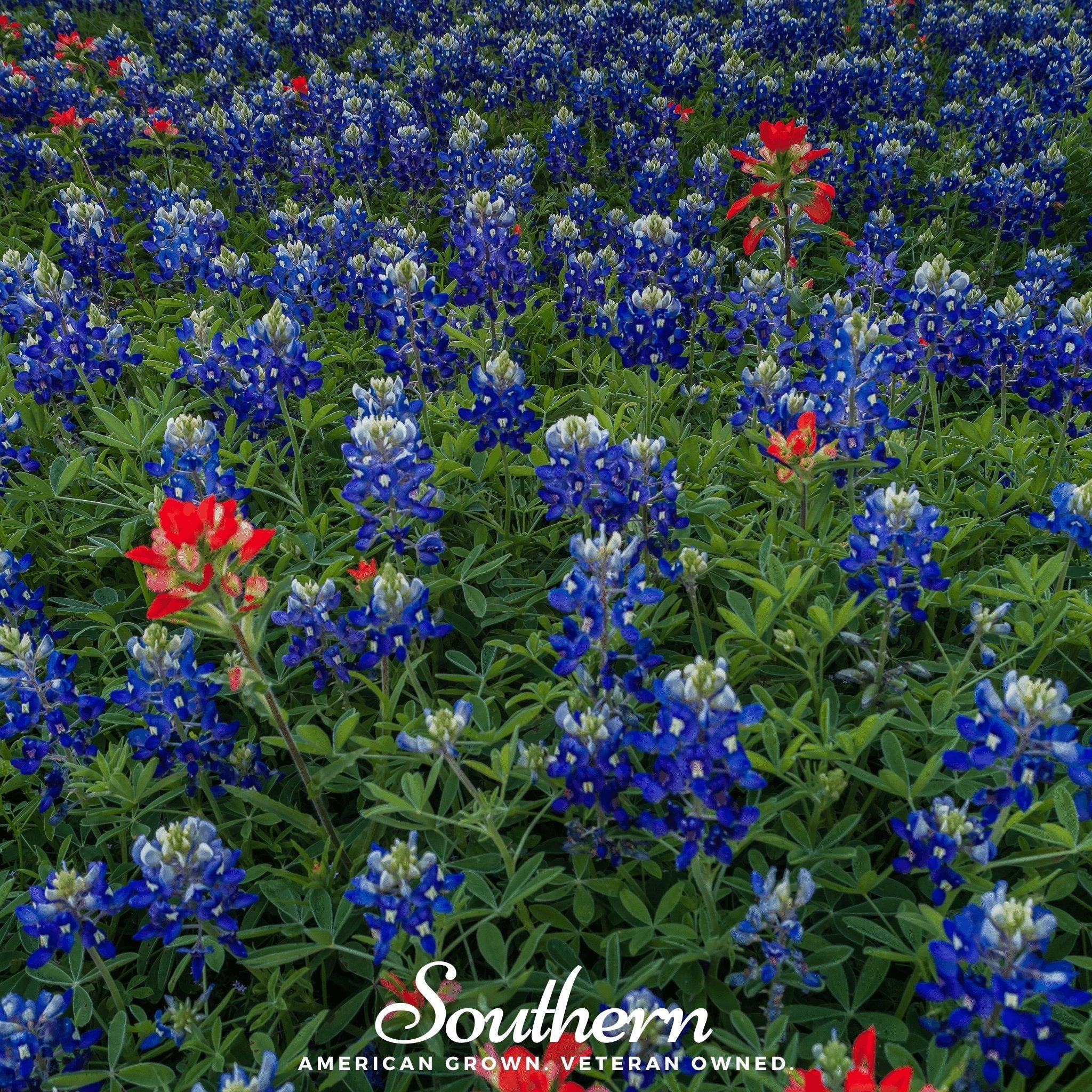 Texas Bluebonnet Lupine – 50 Seeds