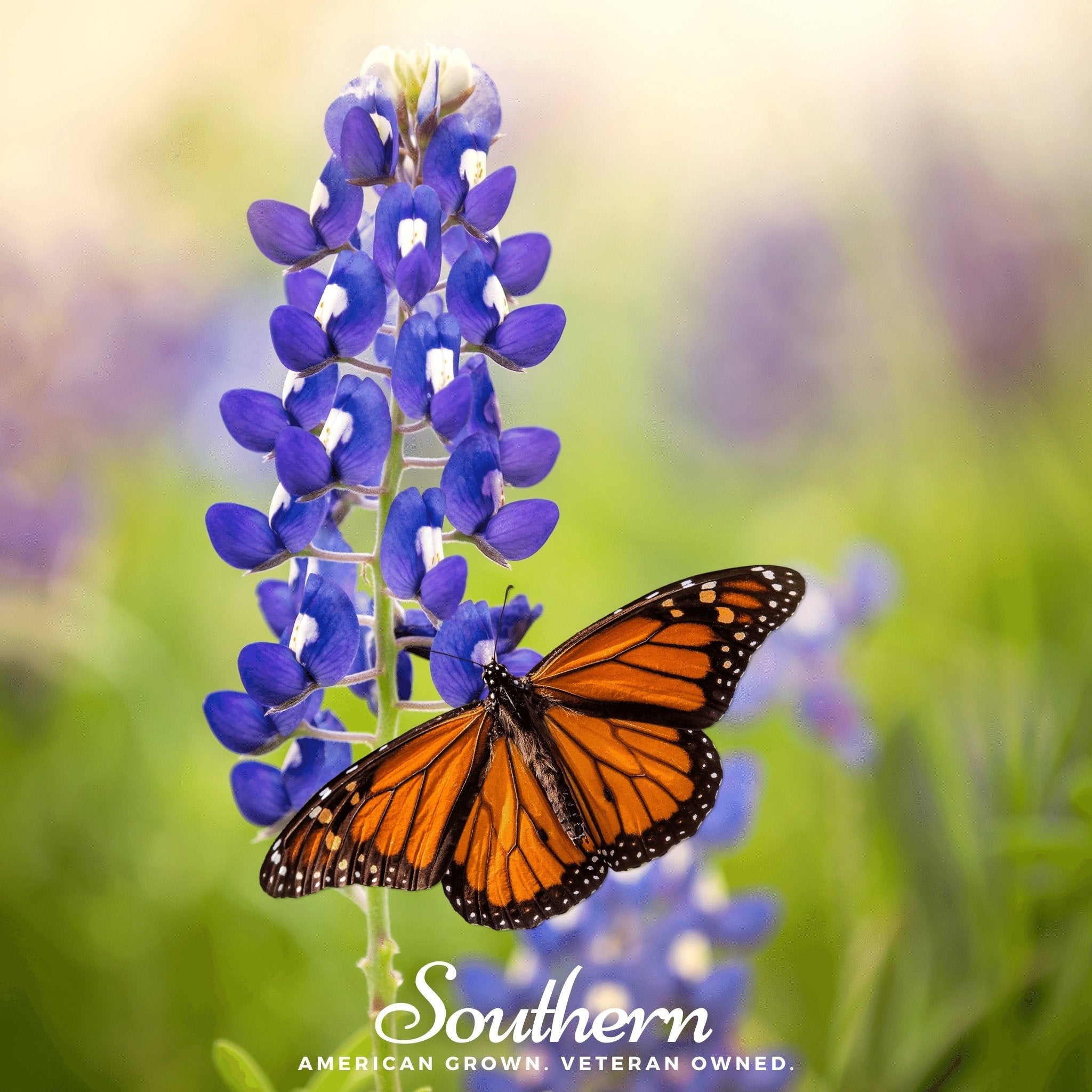Texas Bluebonnet Lupine – 50 Seeds
