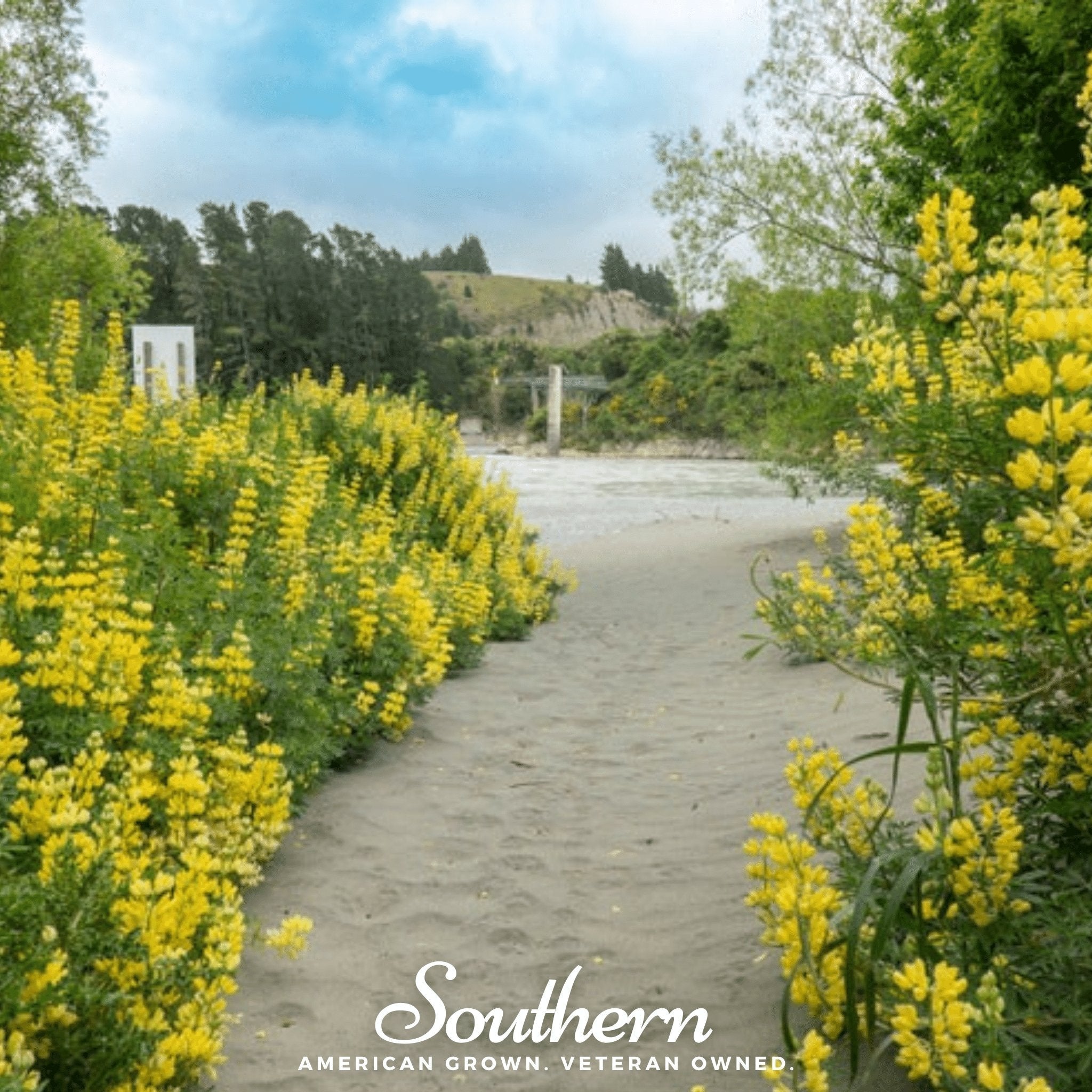 Yellow Lupine – 50 Seeds