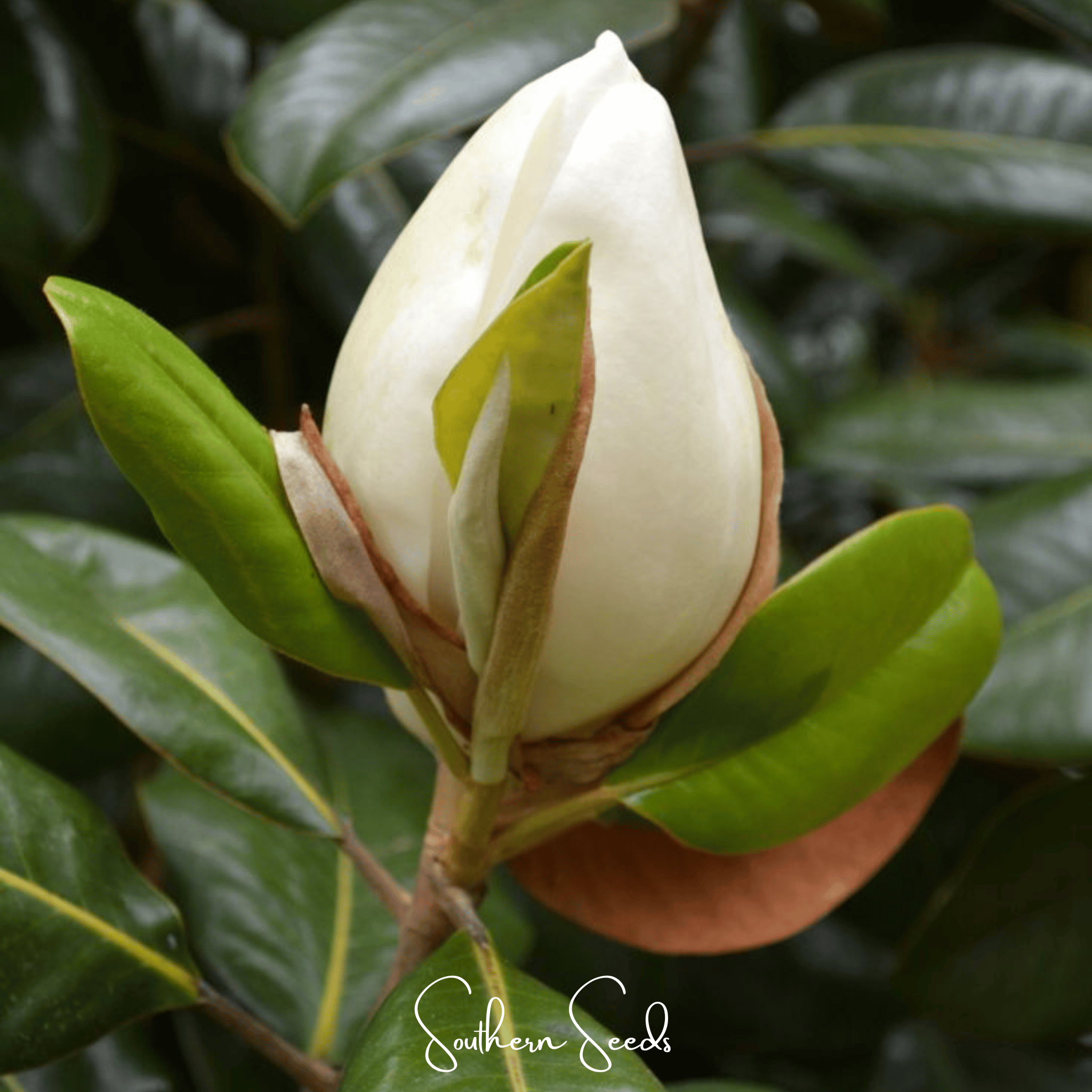Southern Magnolia – 5 Seeds