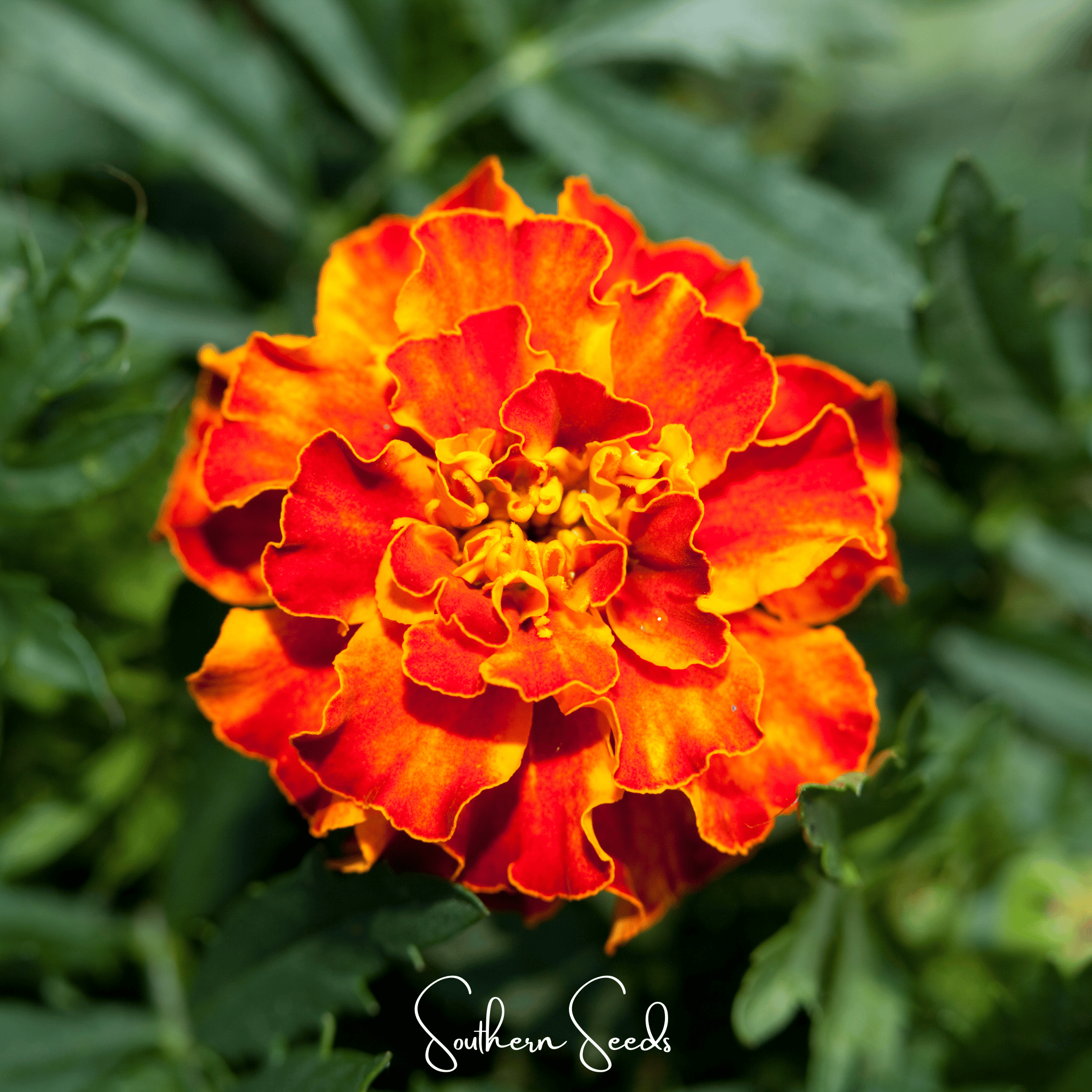 Bolero French Marigold – 50 Seeds