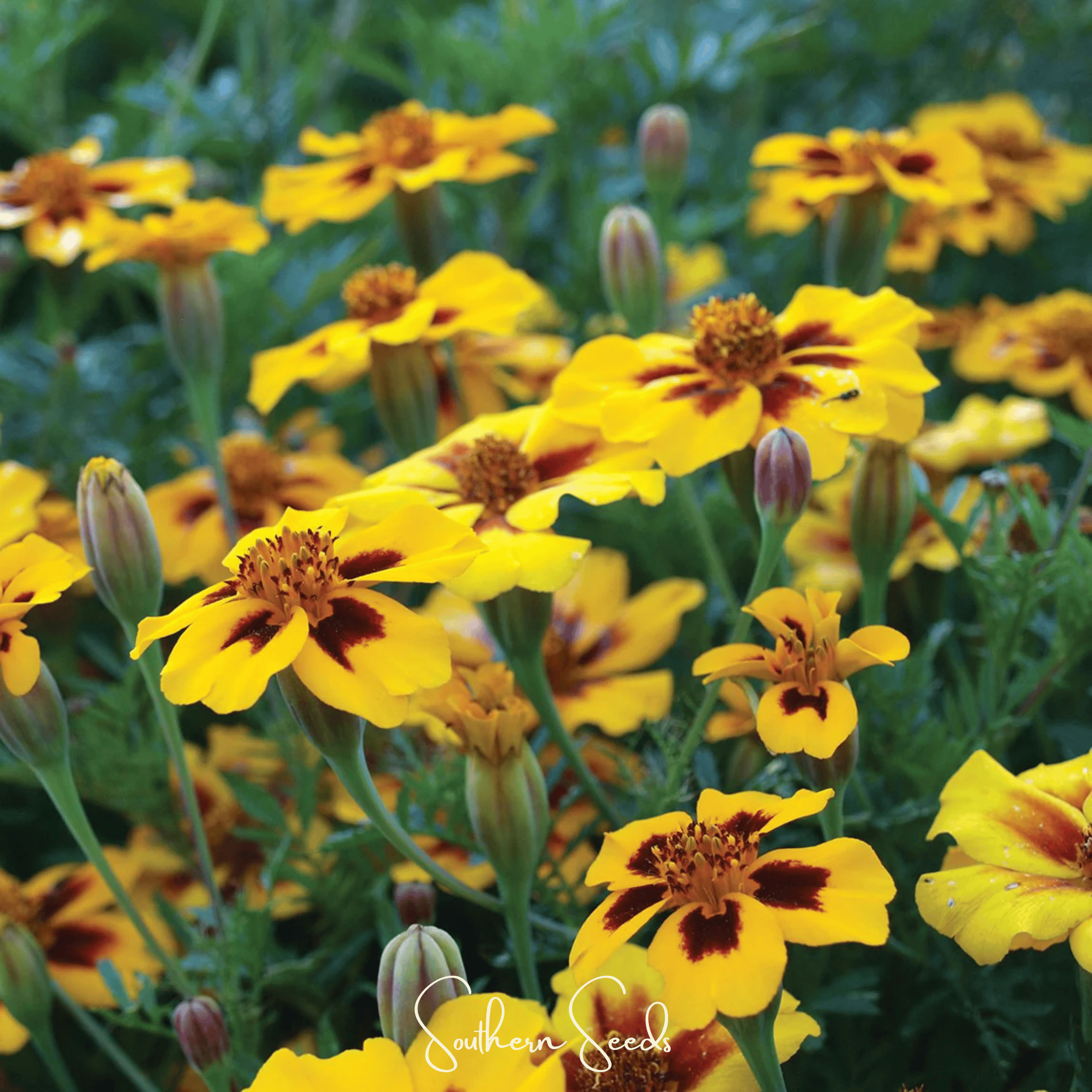 Naughty Marietta Marigold – 100 Seeds