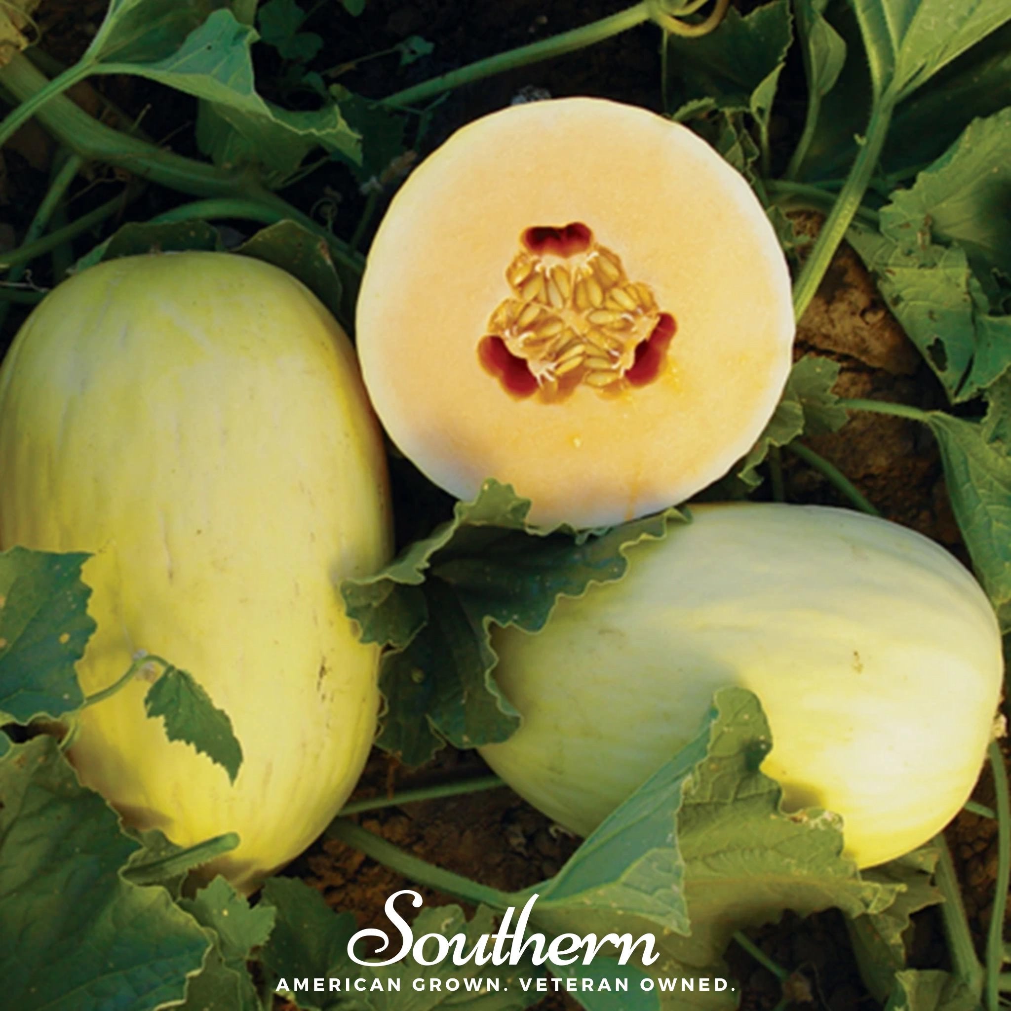 Crenshaw Melon – 20 Seeds
