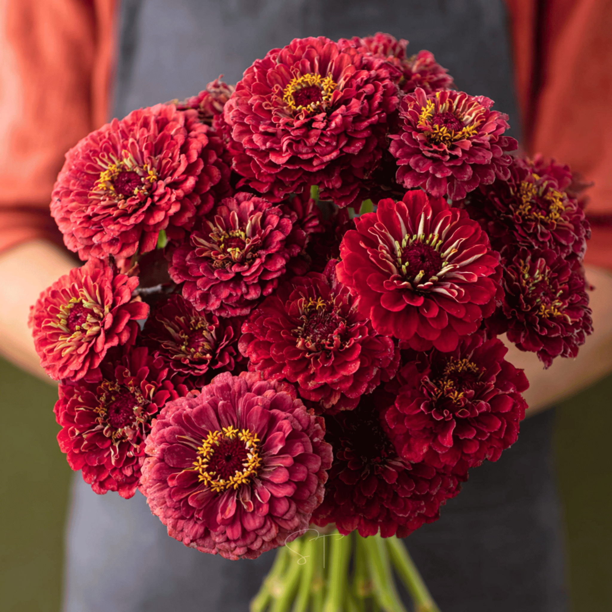 Meteor Zinnia – 100 Seeds