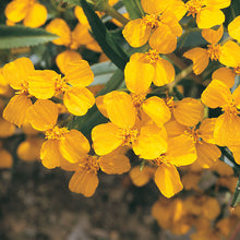 Load image into Gallery viewer, Olle Garden Seedlings  - Flower Bundle (Spring)
