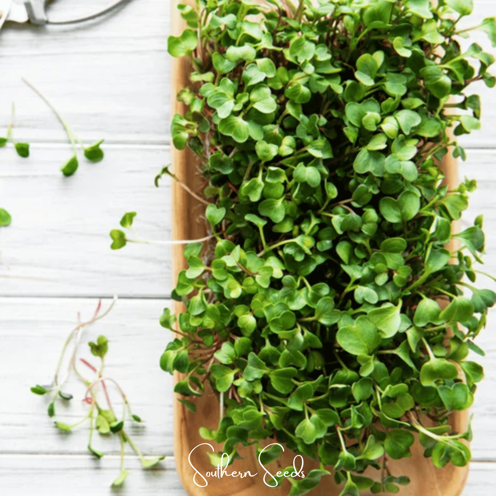 Salad Mix Microgreen – 5 Variety Mix – 8 grams