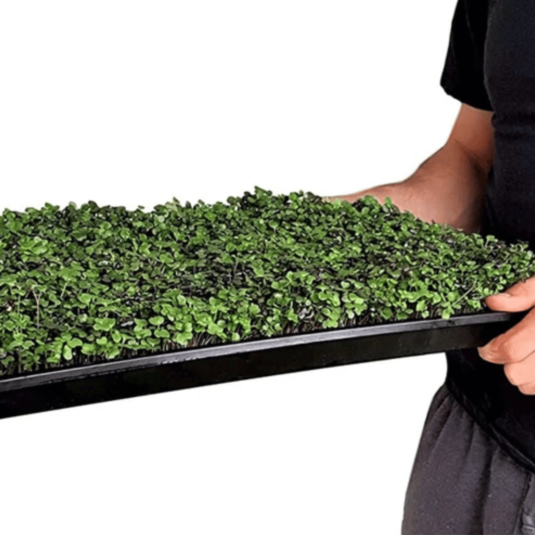 Salad Mix Microgreen – 5 Variety Mix – 8 grams