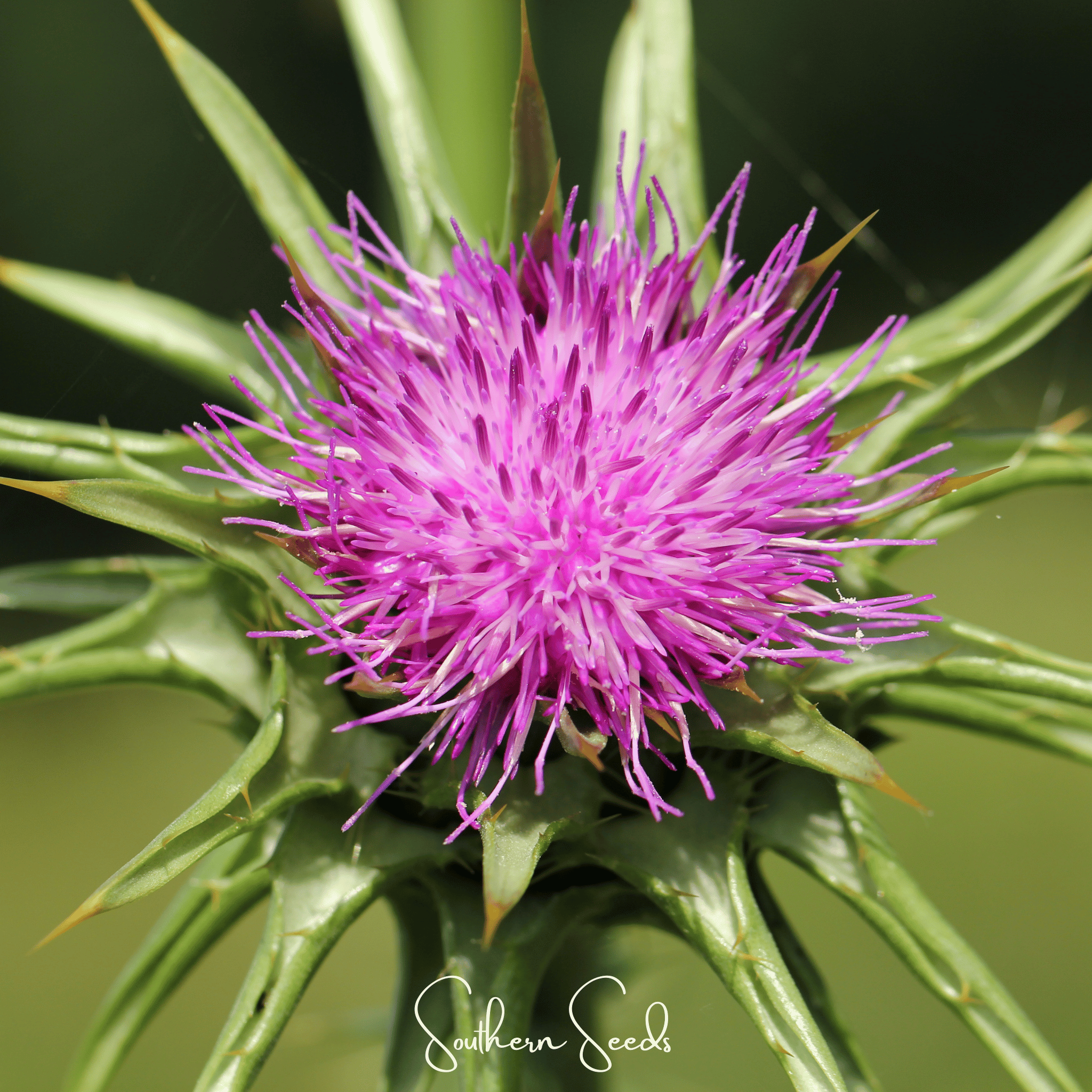 Milk Thistle – 20 Seeds