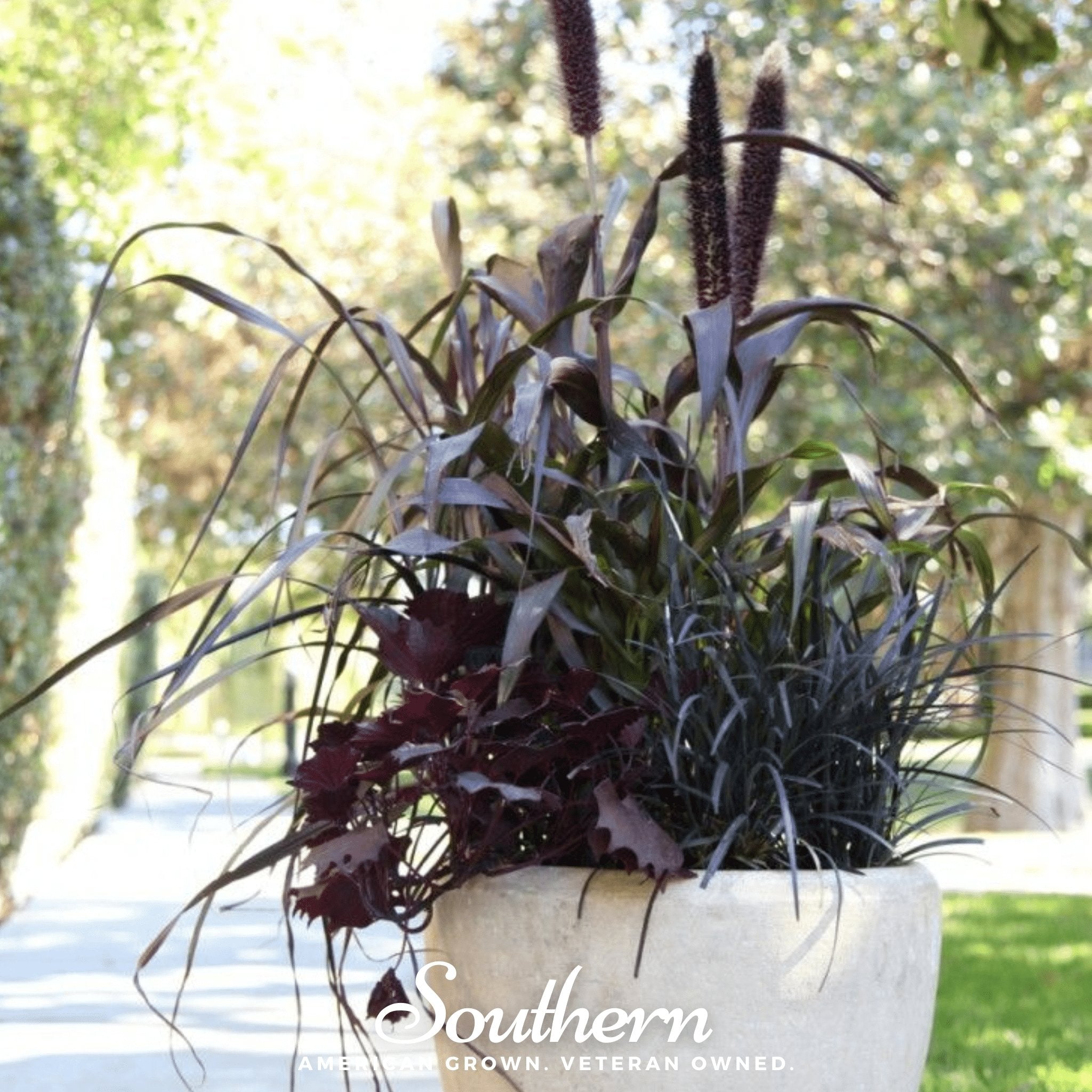 Purple Majesty Millet – 10 Seeds