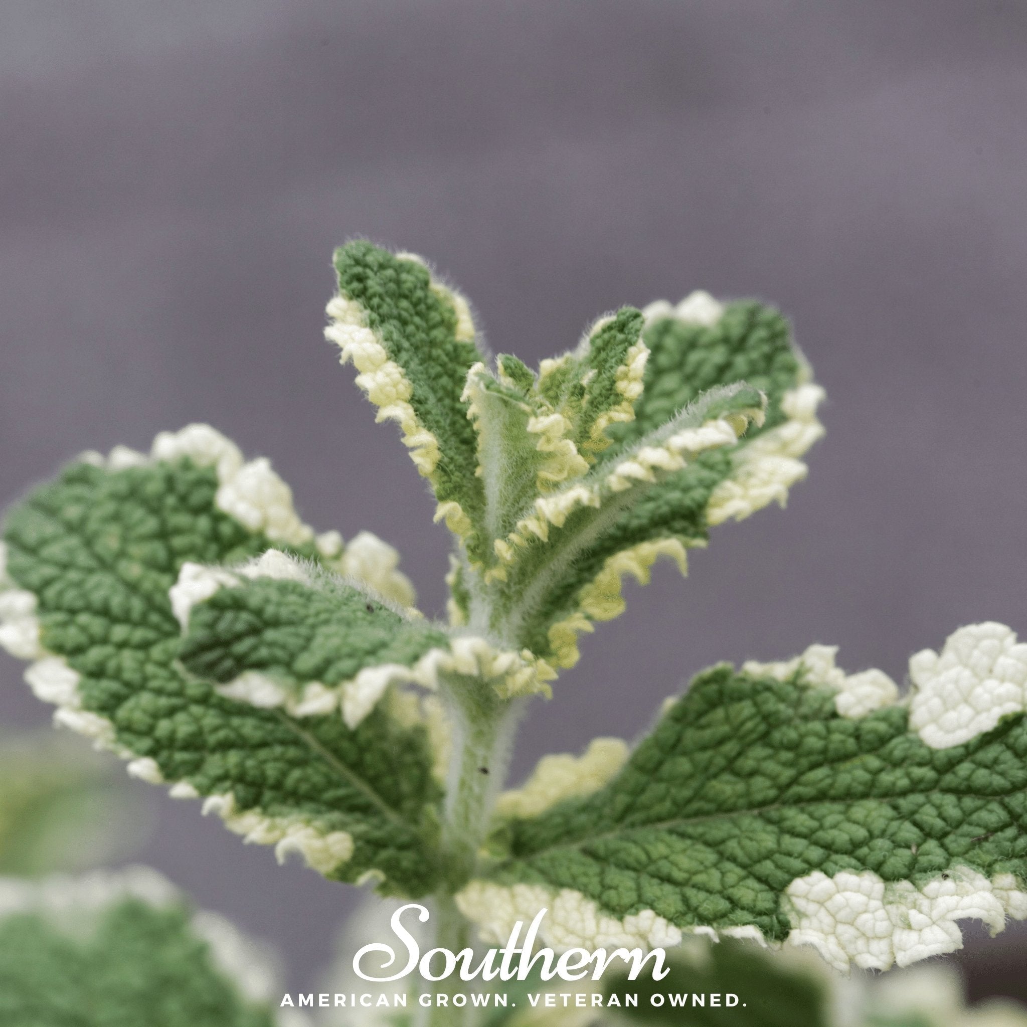 Pineapple Mint – 25 Seeds