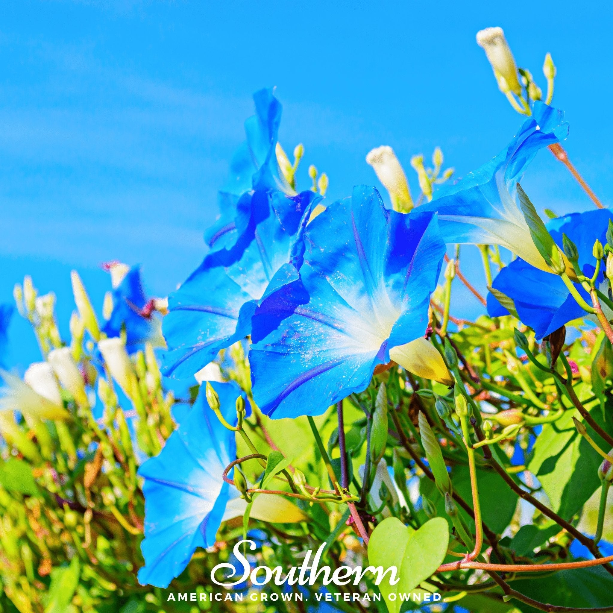 Heavenly Blue Morning Glory – 50 Seeds
