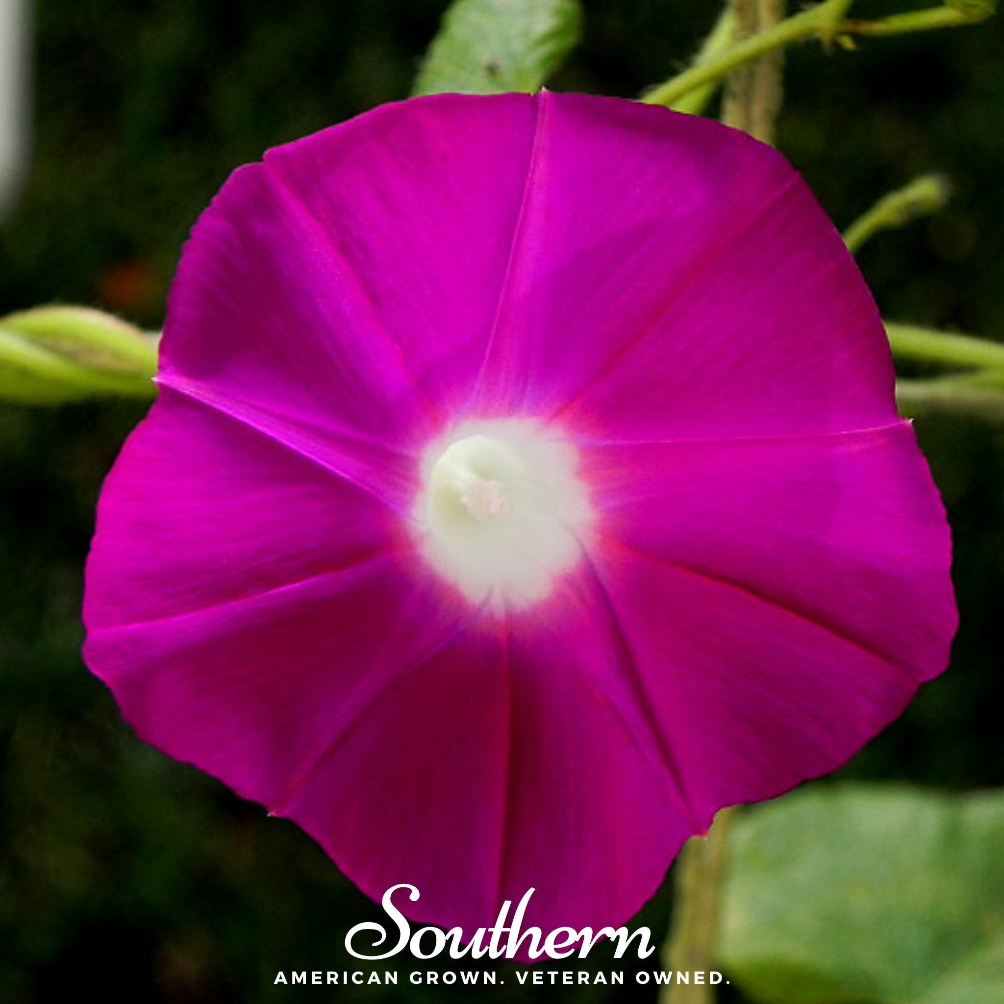 Scarlett O’Hara Morning Glory – 50 Seeds