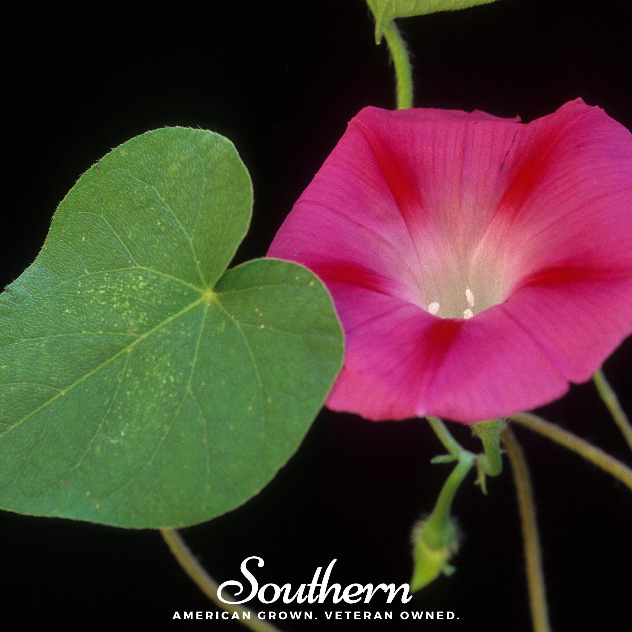 Scarlett O’Hara Morning Glory – 50 Seeds