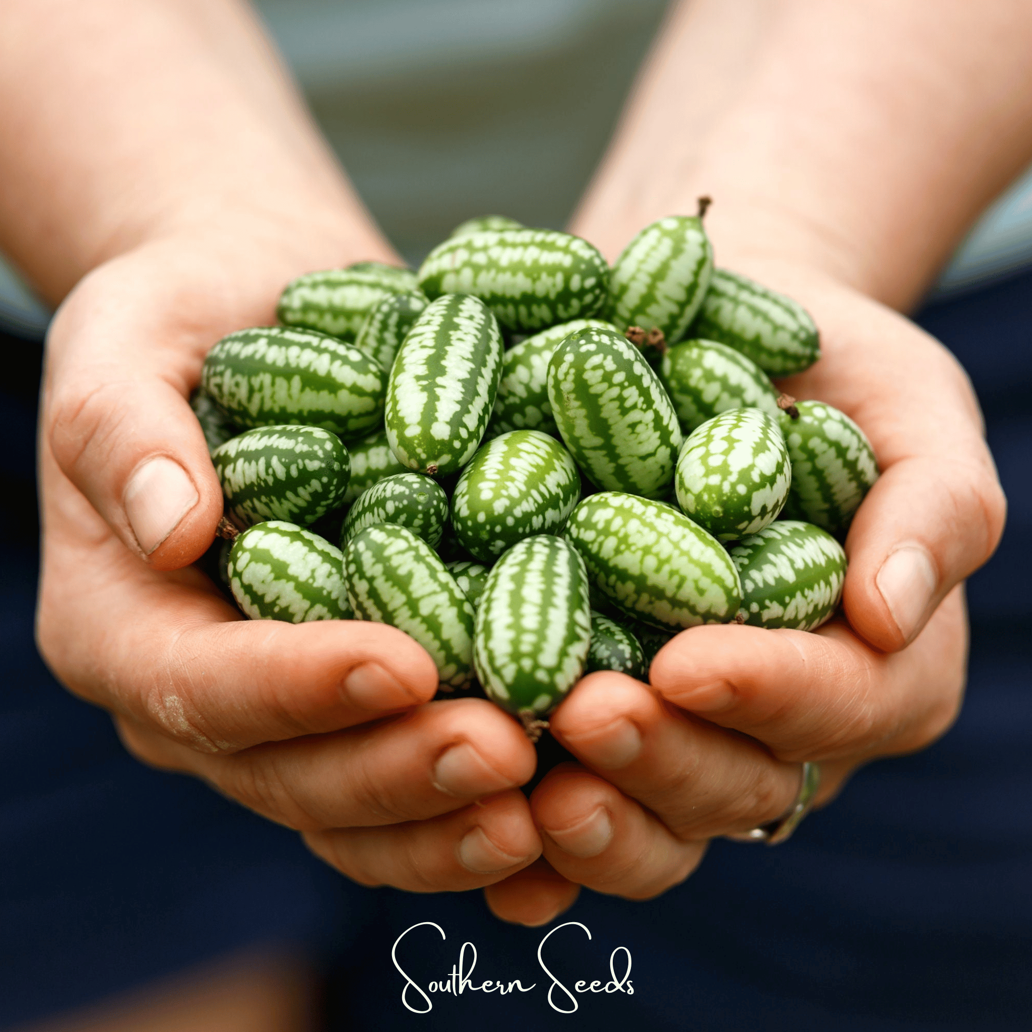 Mouse Melon – 10 Seeds