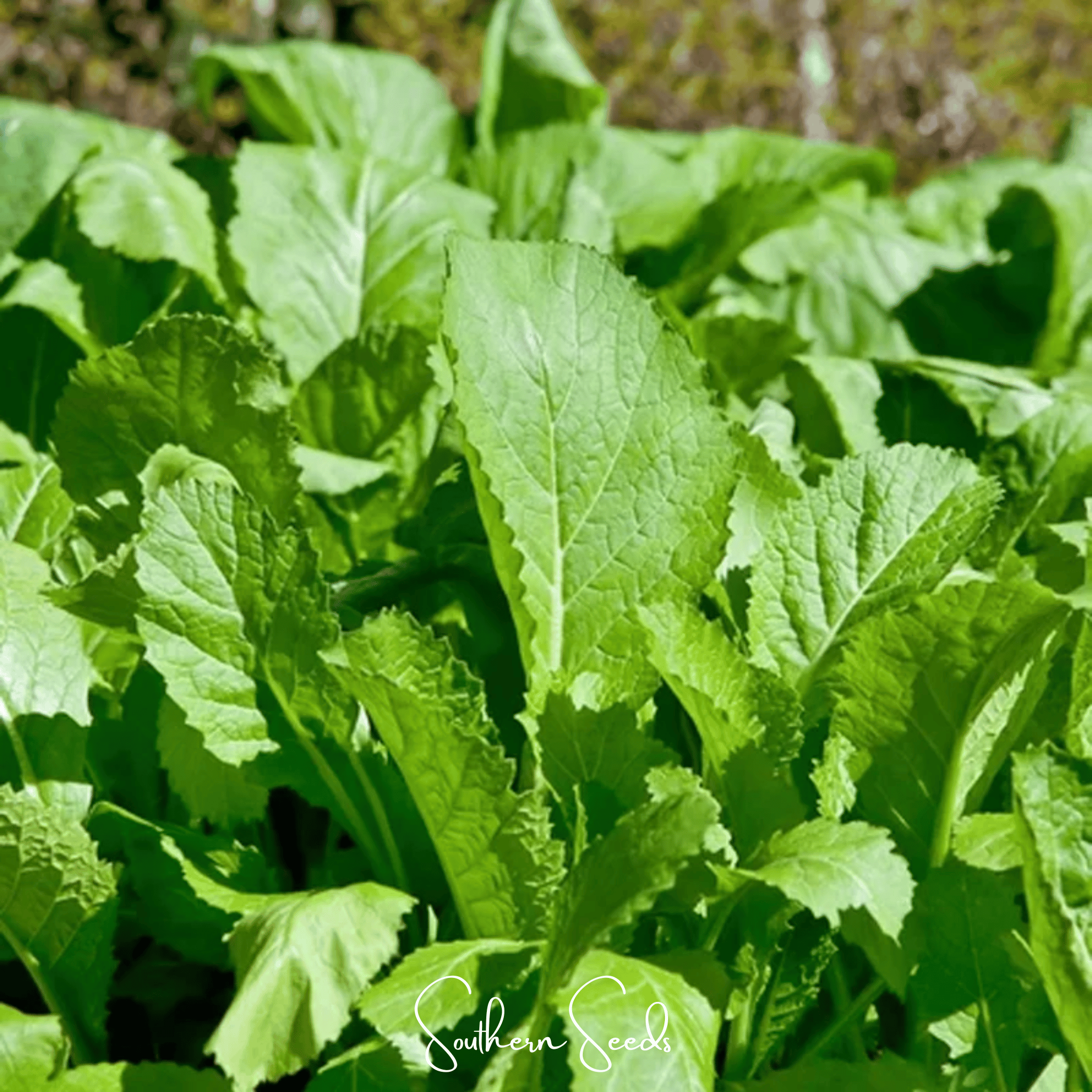 Florida Broadleaf Mustard – 250 Seeds