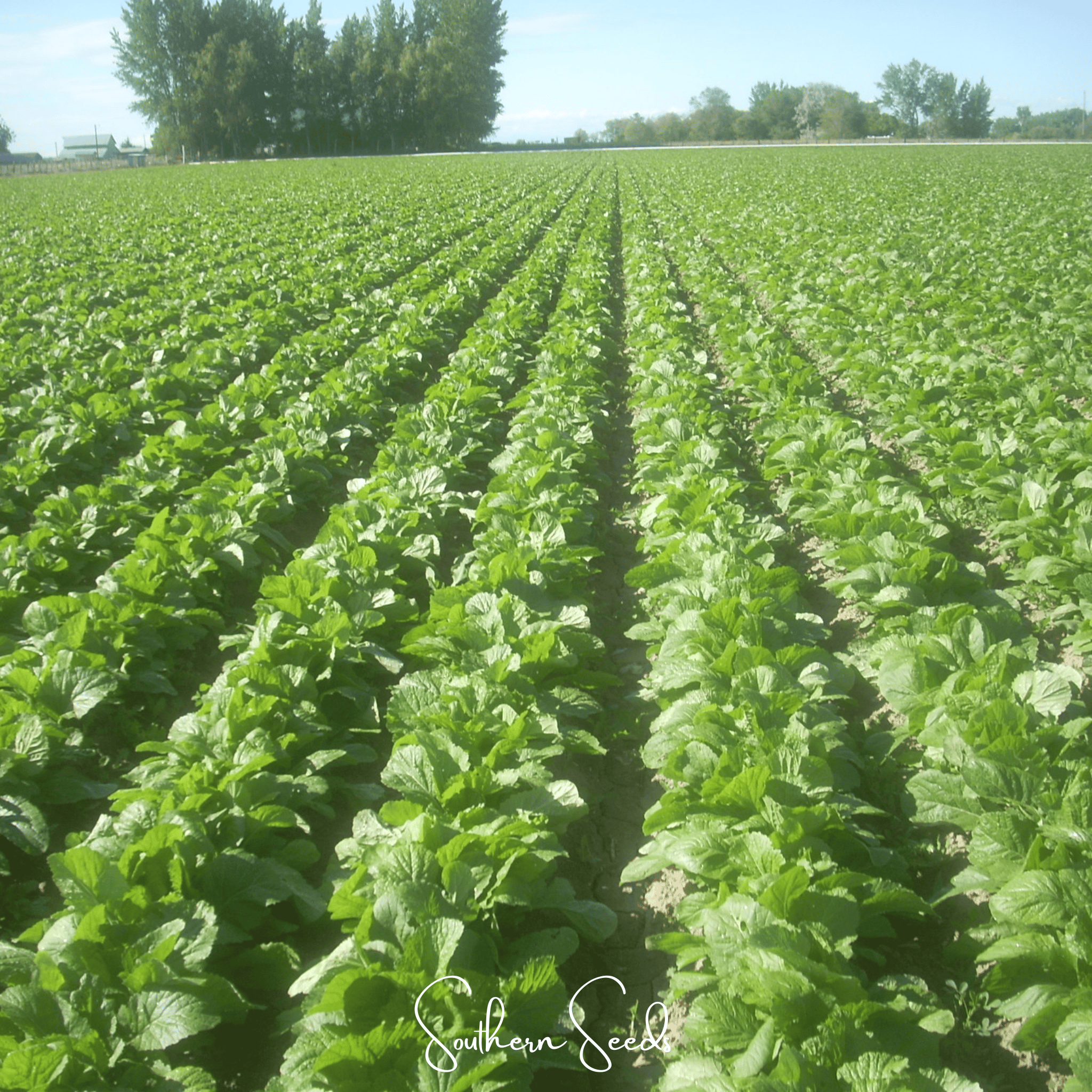 Florida Broadleaf Mustard – 250 Seeds