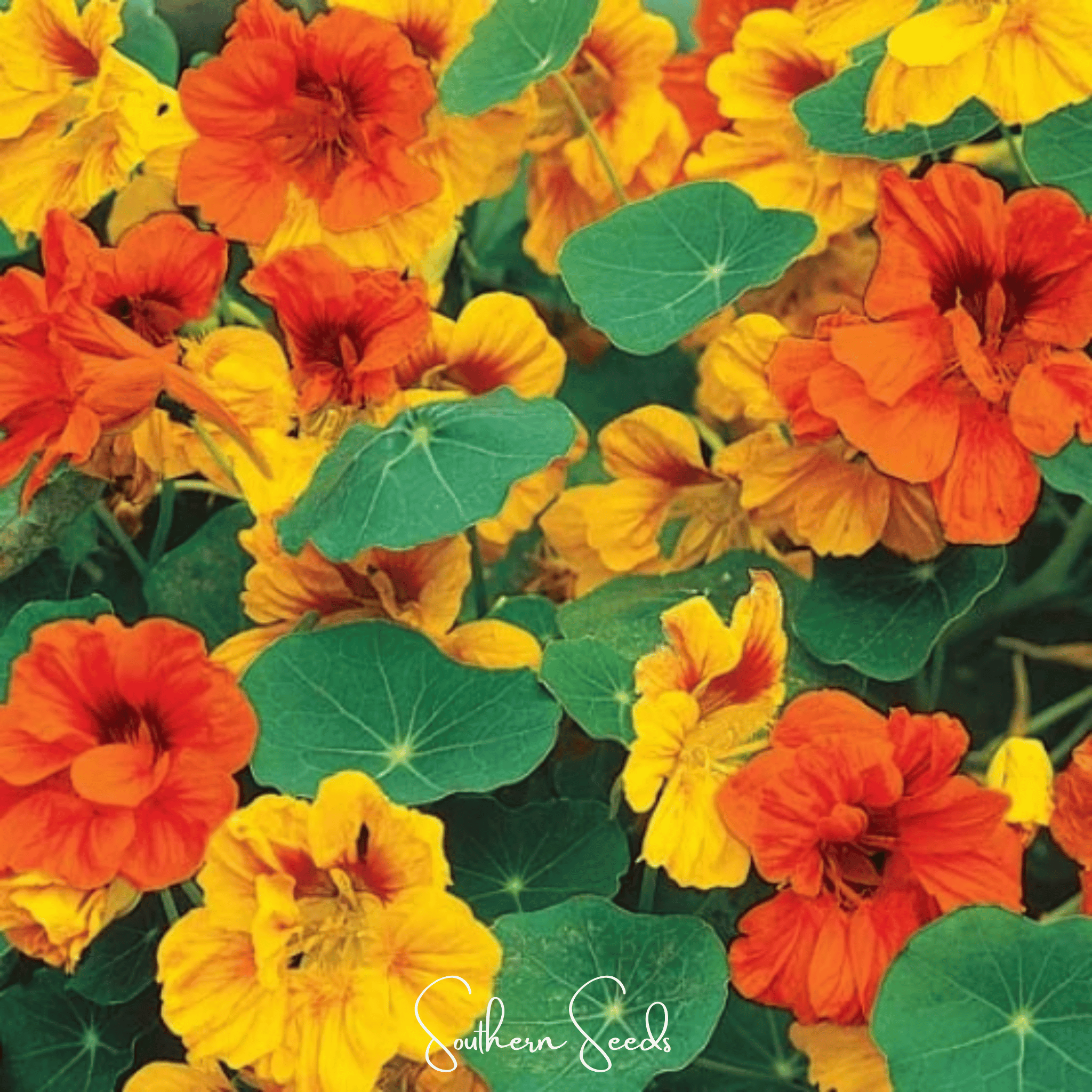 Tom Thumb Dwarf Nasturtium – 25 Seeds