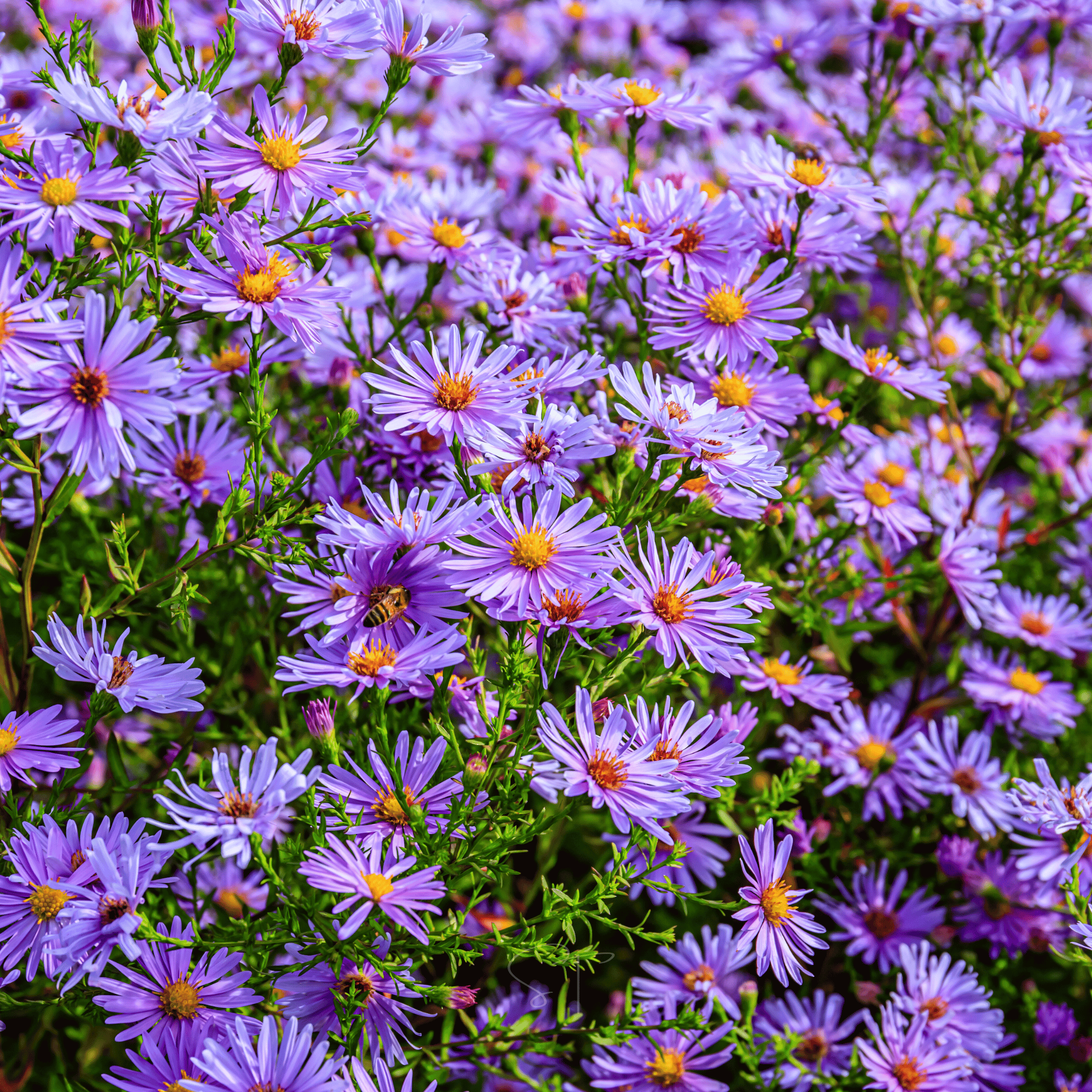 New England Aster – 200 Seeds