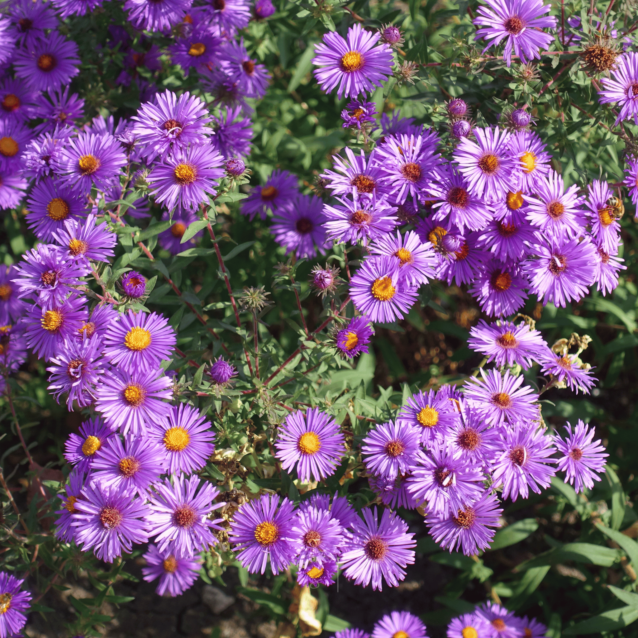 New England Aster – 200 Seeds