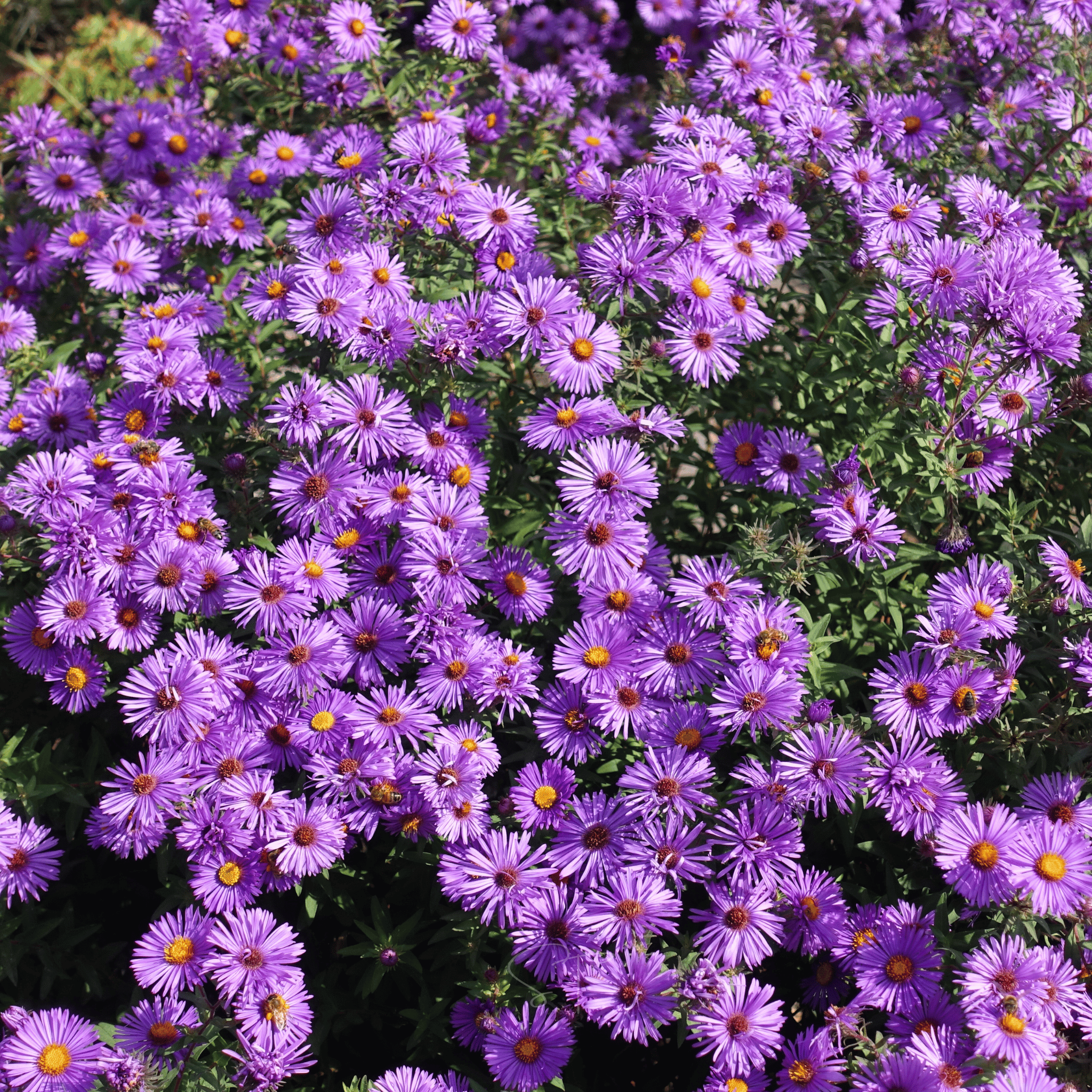 New England Aster – 200 Seeds